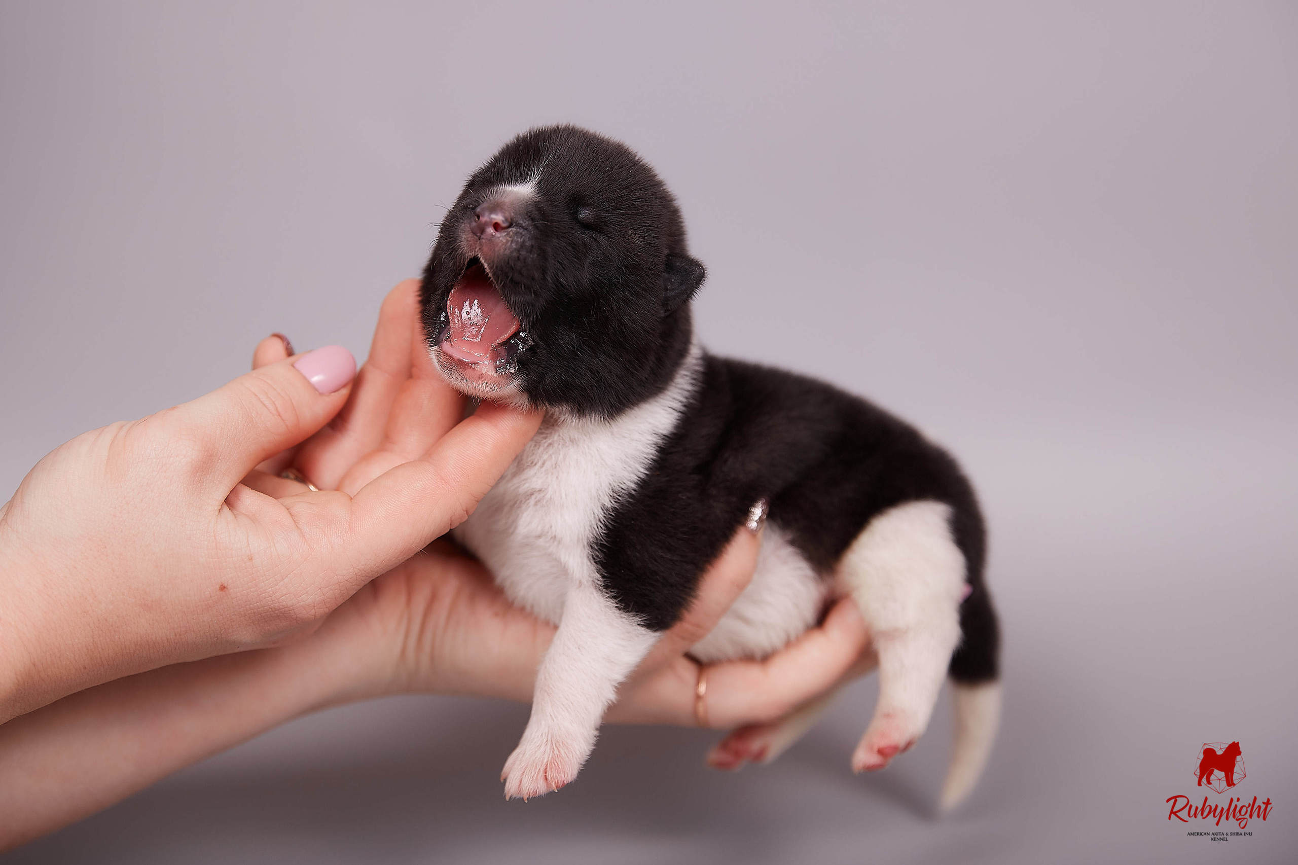 Американская акита щенки питомник Рубилайт RUBYLIGHT
