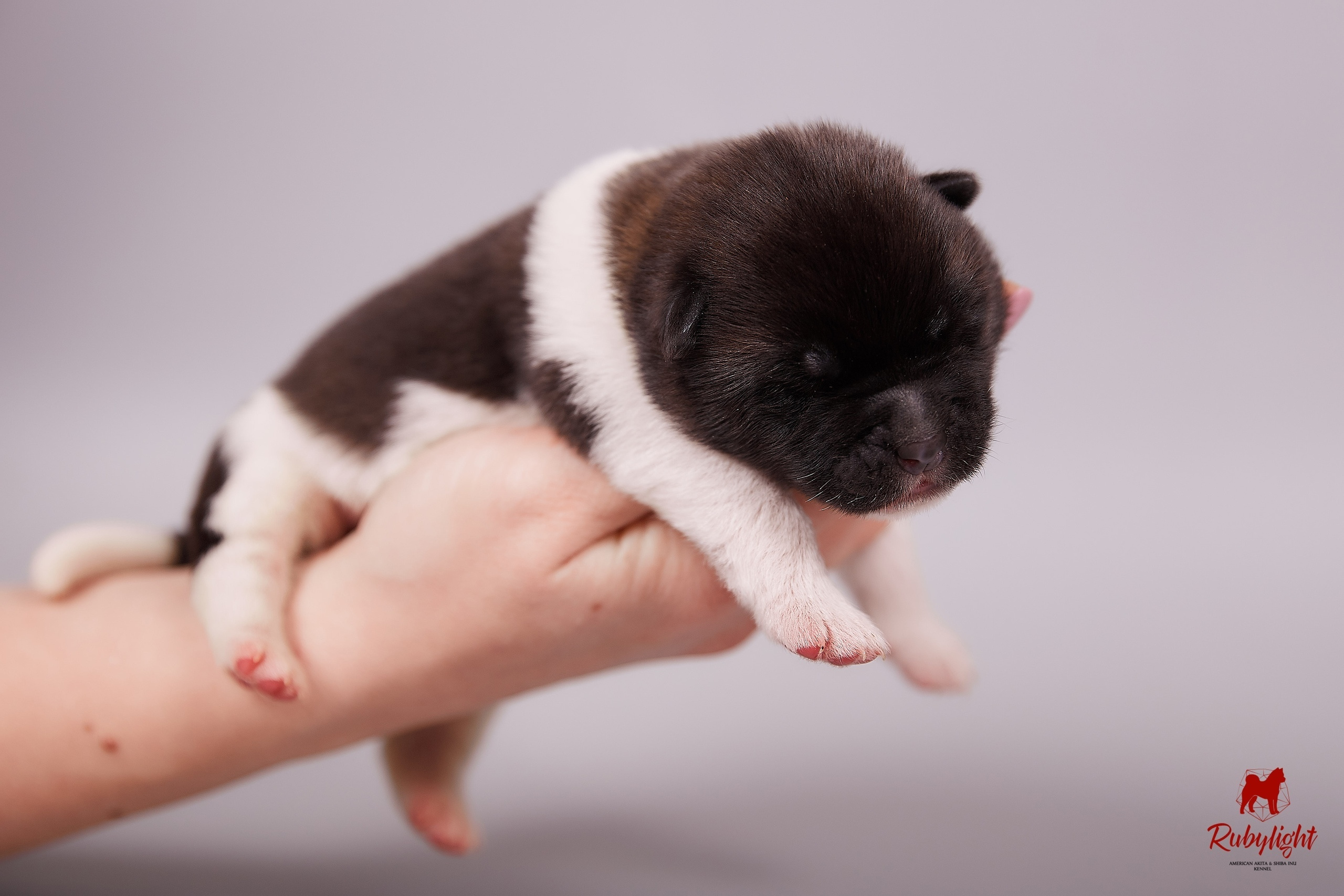 Американская акита щенки питомник Рубилайт RUBYLIGHT