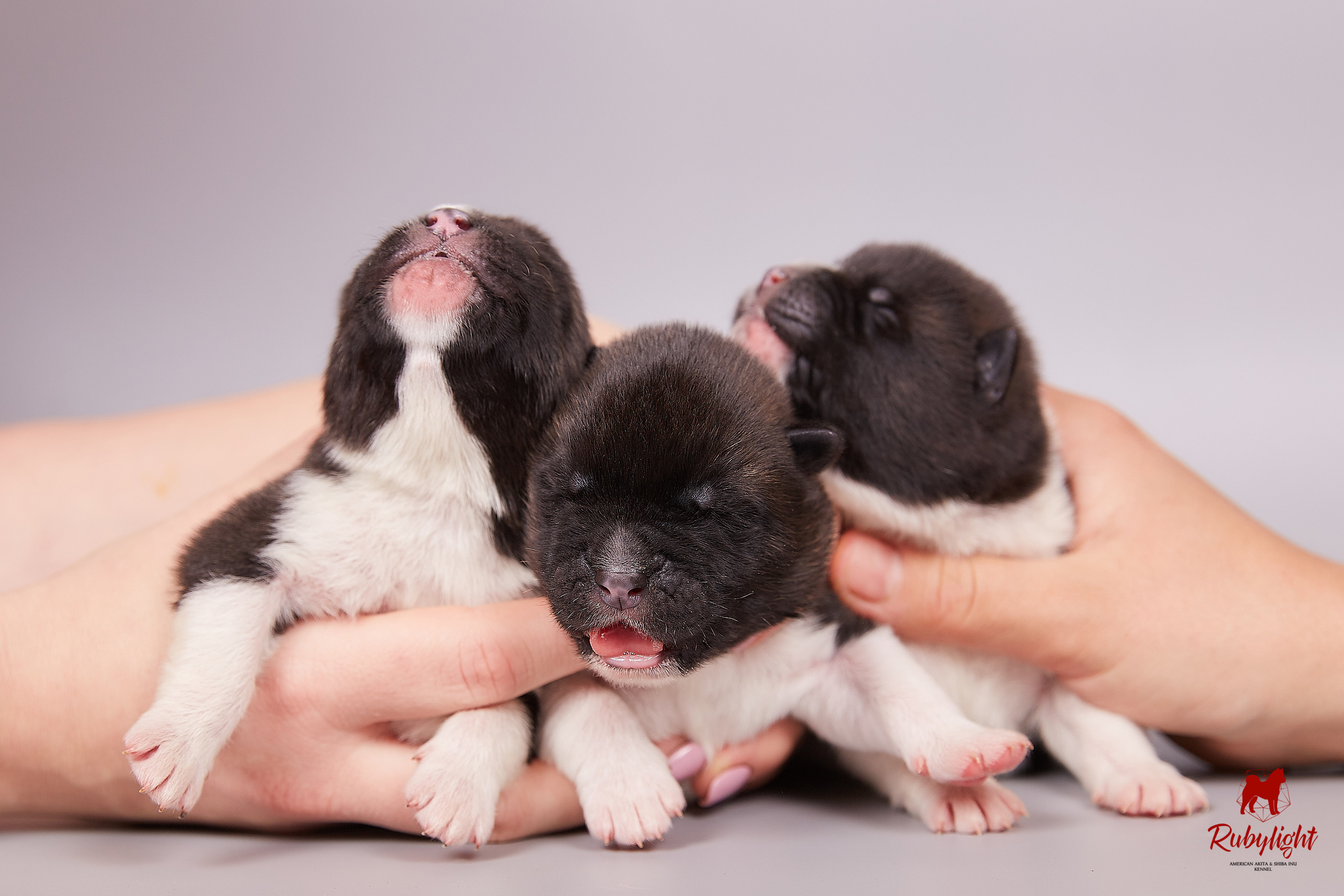 Американская акита щенки питомник Рубилайт RUBYLIGHT
