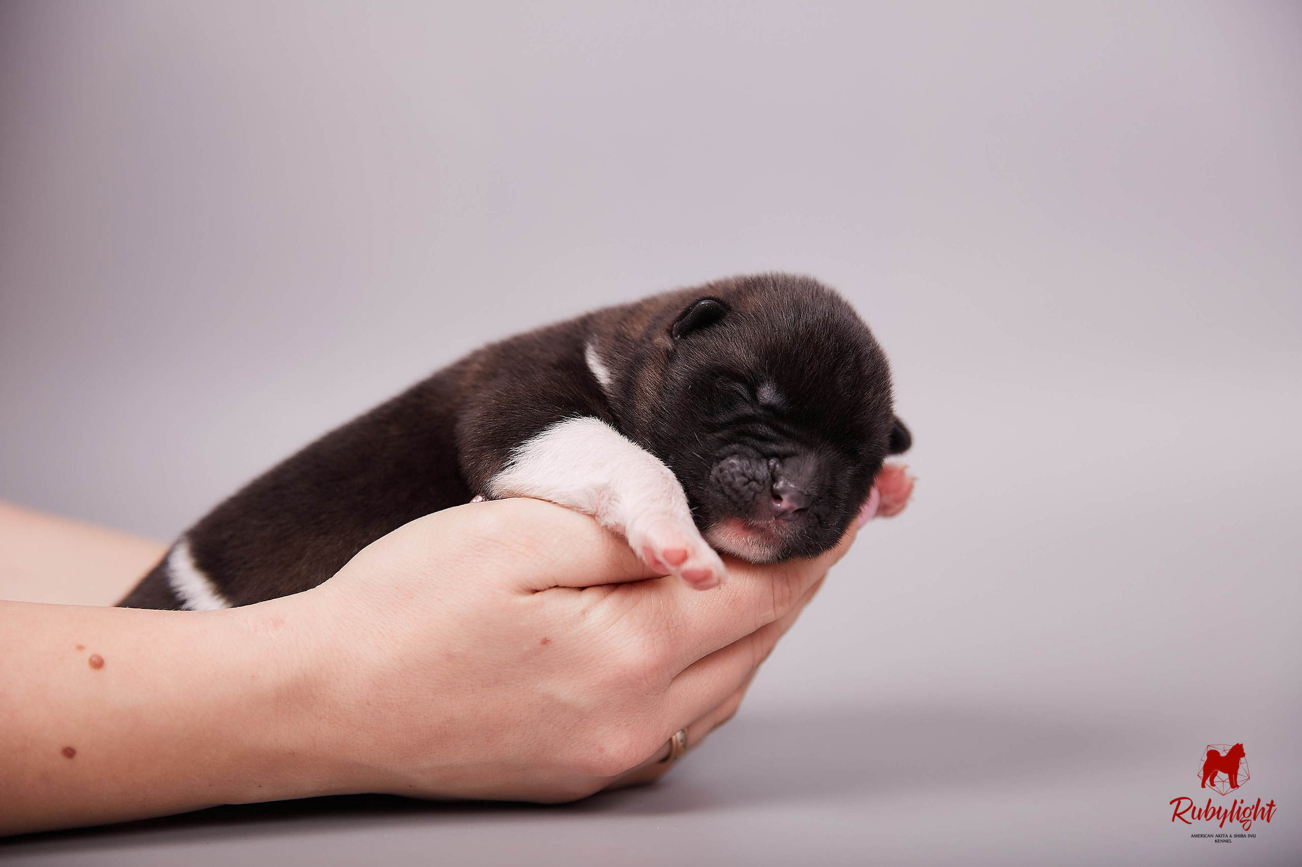 Американская акита щенки питомник Рубилайт RUBYLIGHT