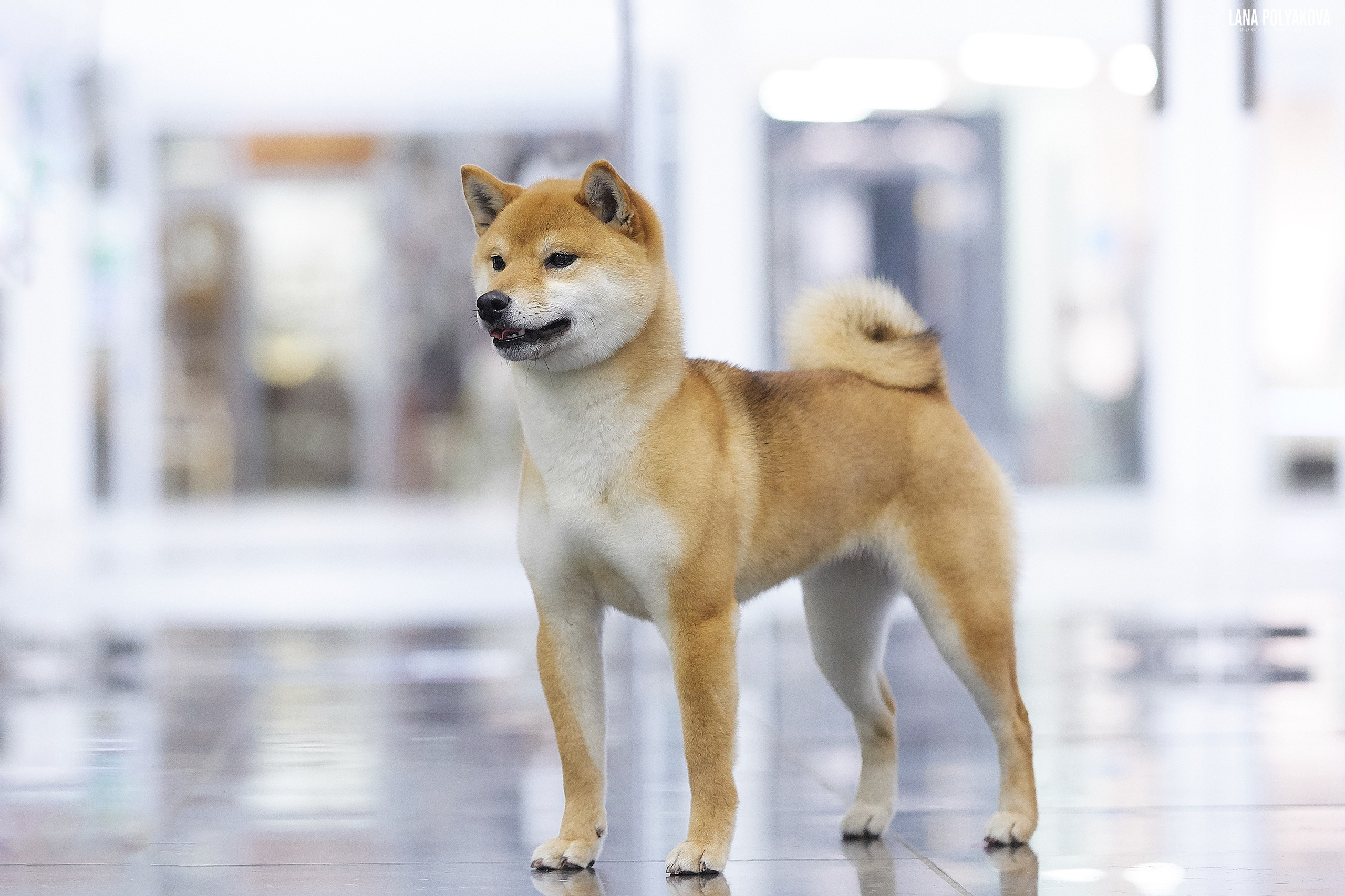 Дэва * ZOLOTO PARTII DEVANA GODDESS OF HUNT