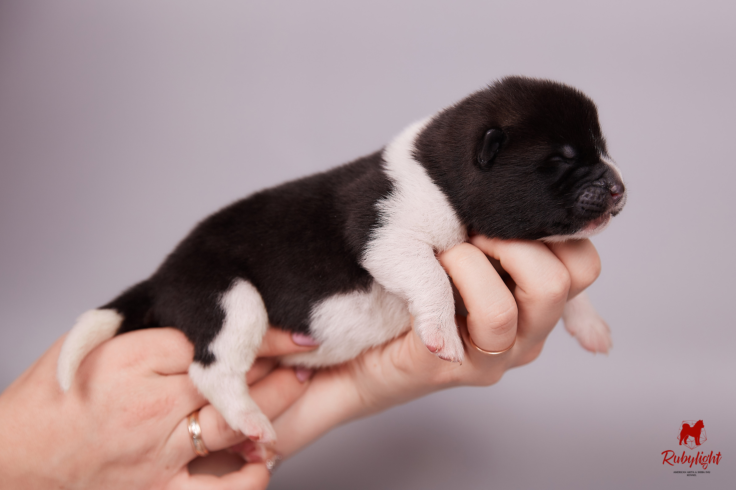 Американская акита щенки питомник Рубилайт RUBYLIGHT