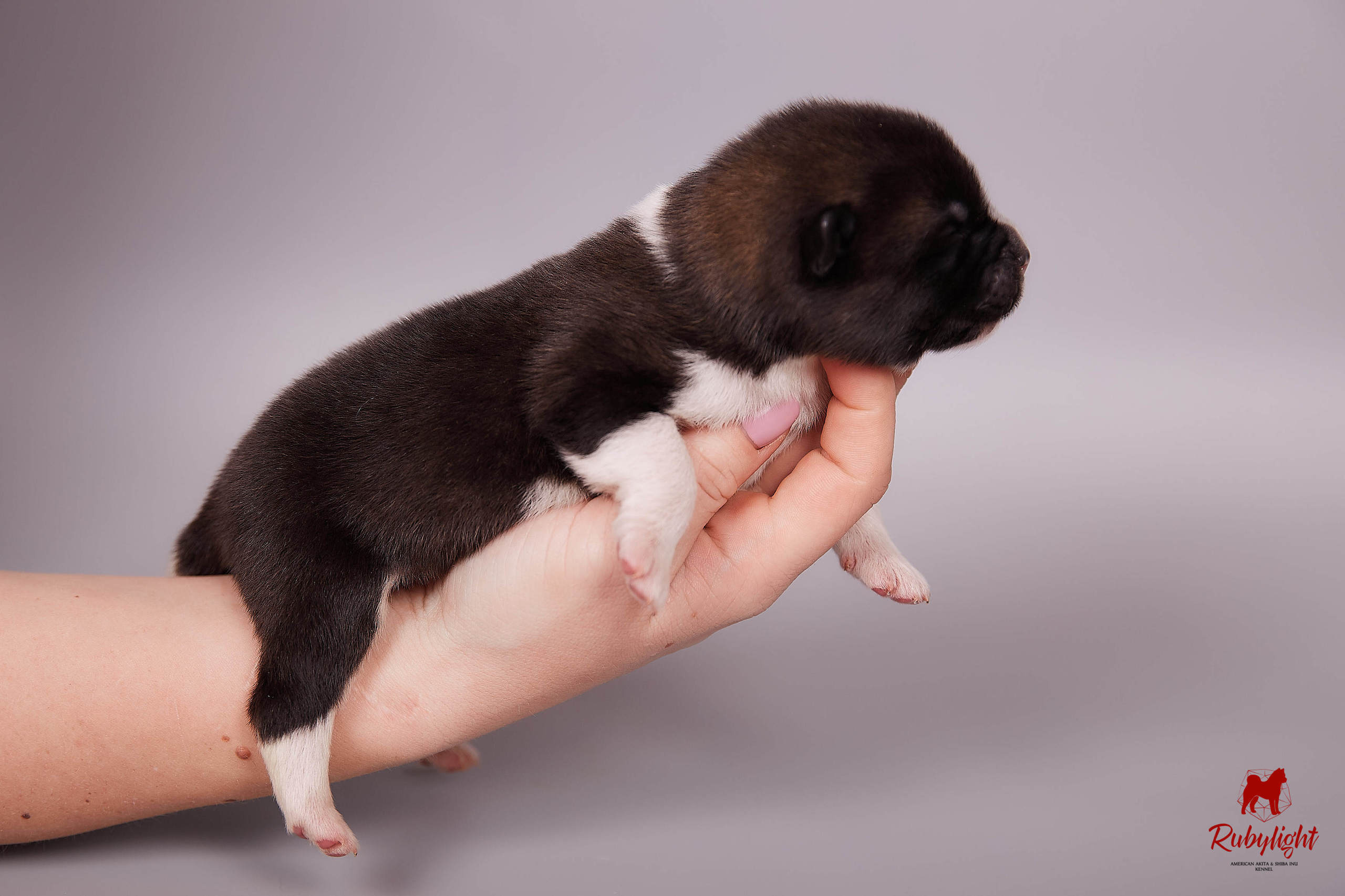 Американская акита щенки питомник Рубилайт RUBYLIGHT