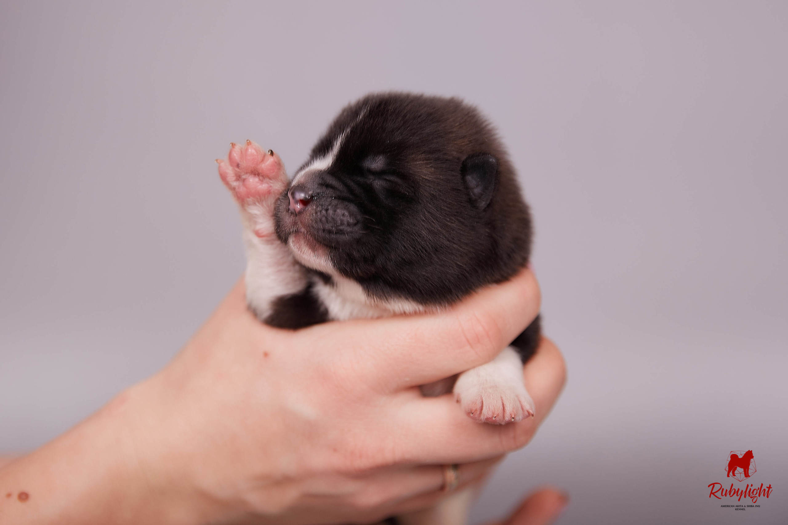 Американская акита щенки питомник Рубилайт RUBYLIGHT