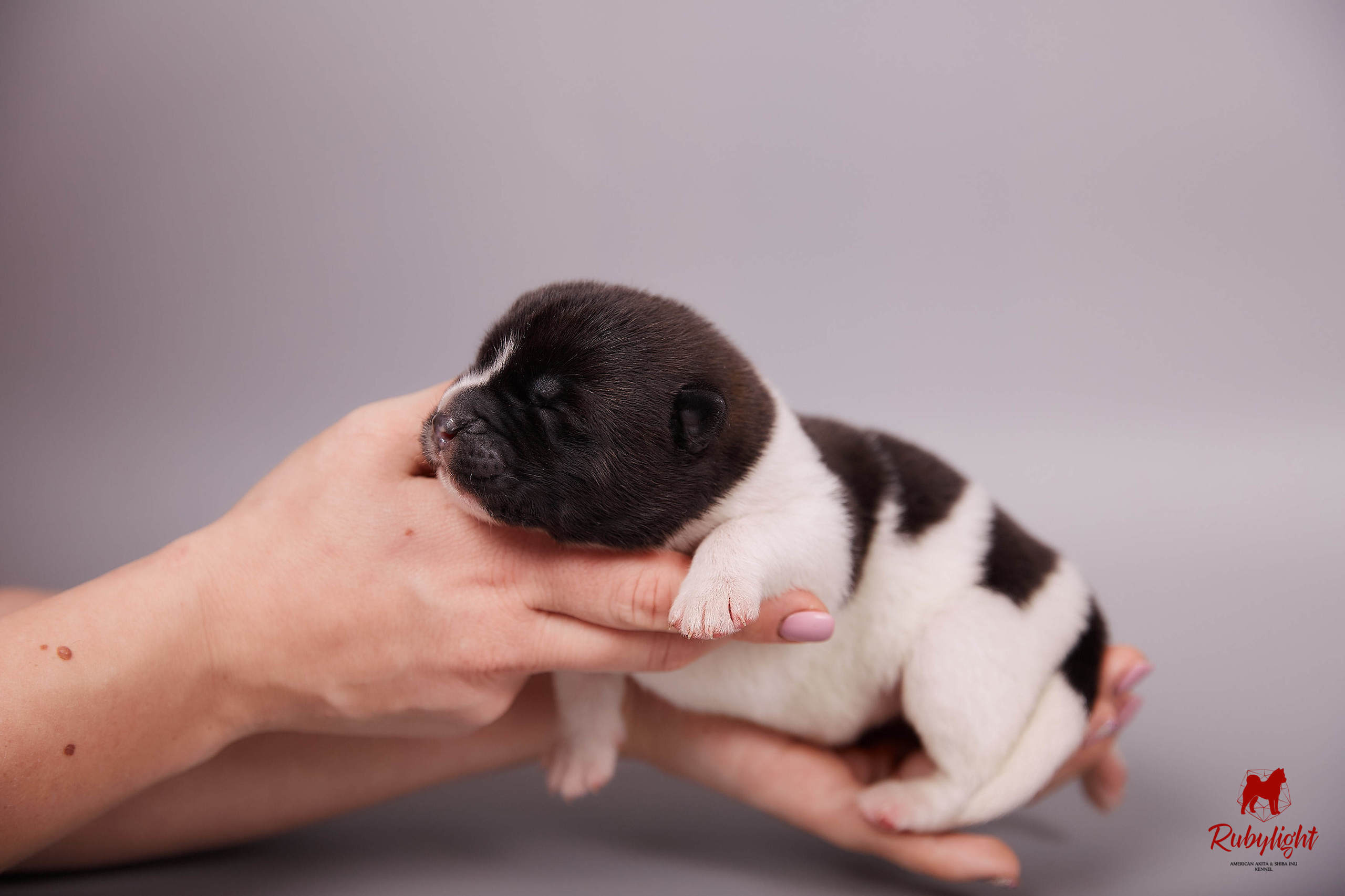 Американская акита щенки питомник Рубилайт RUBYLIGHT
