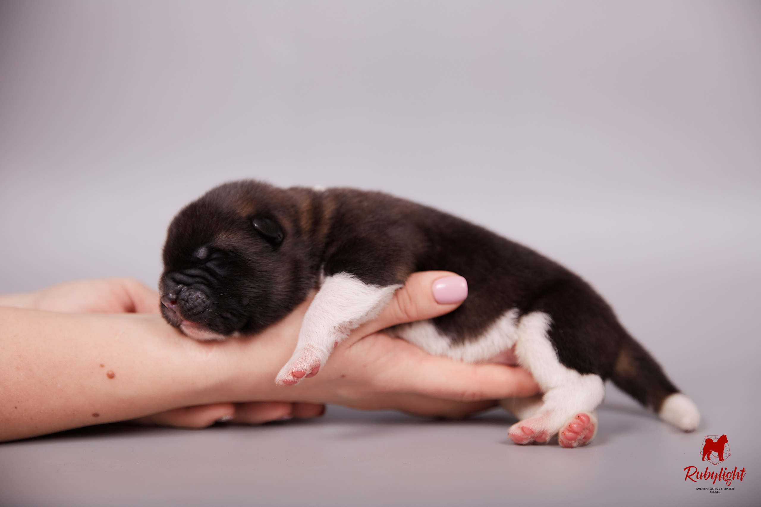 Американская акита щенки питомник Рубилайт RUBYLIGHT