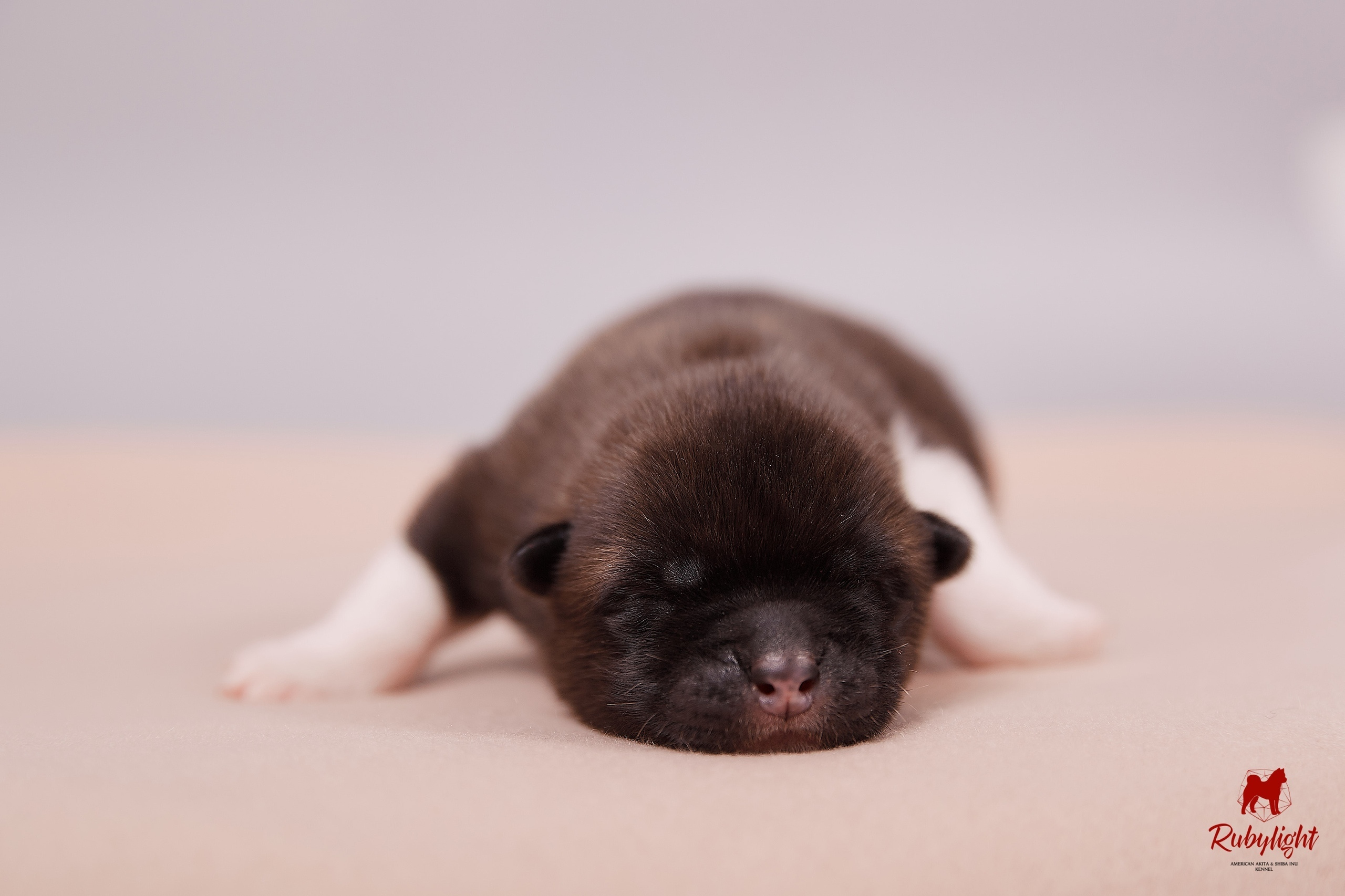 Американская акита щенки питомник Рубилайт RUBYLIGHT