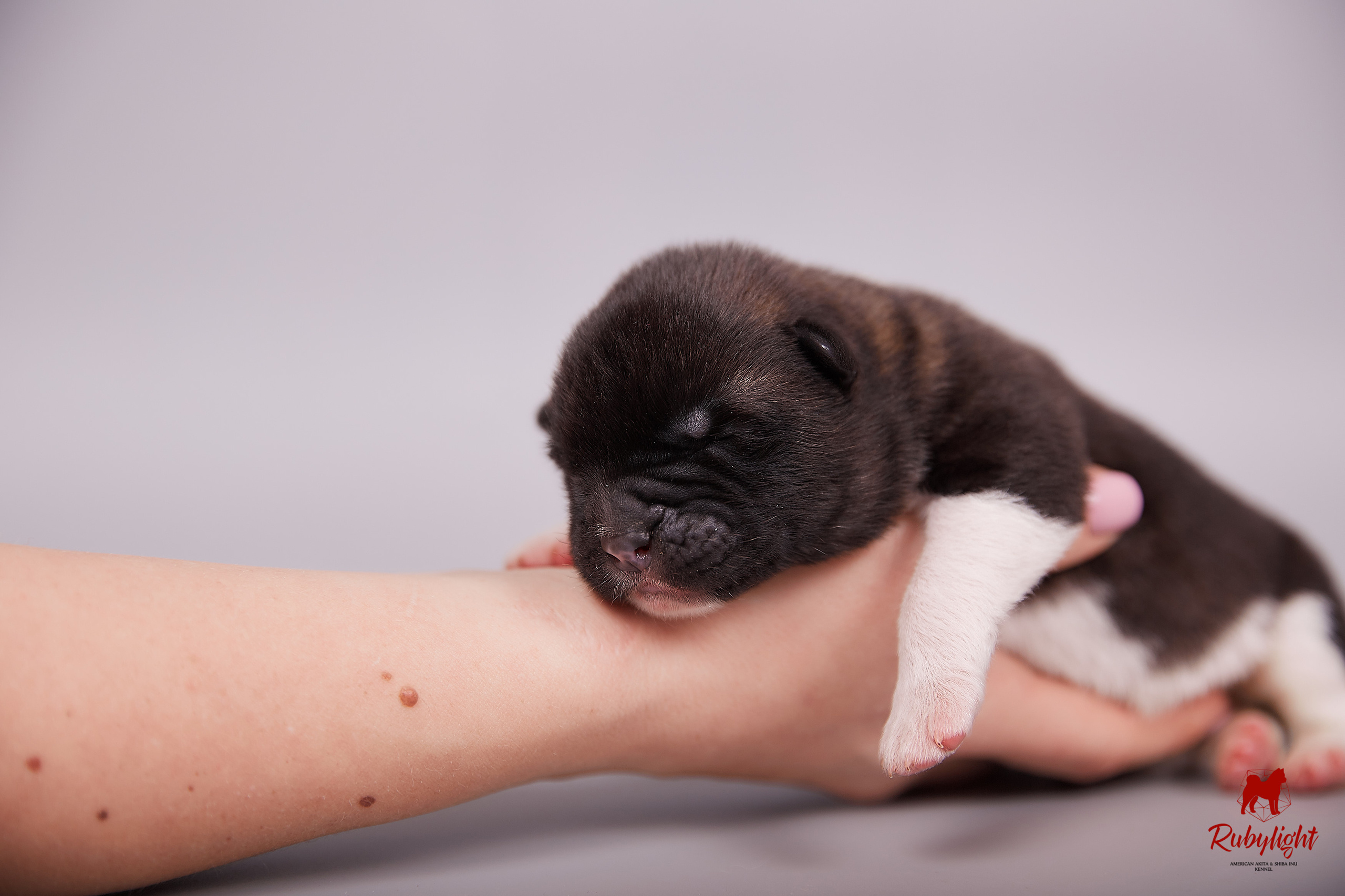 Американская акита щенки питомник Рубилайт RUBYLIGHT