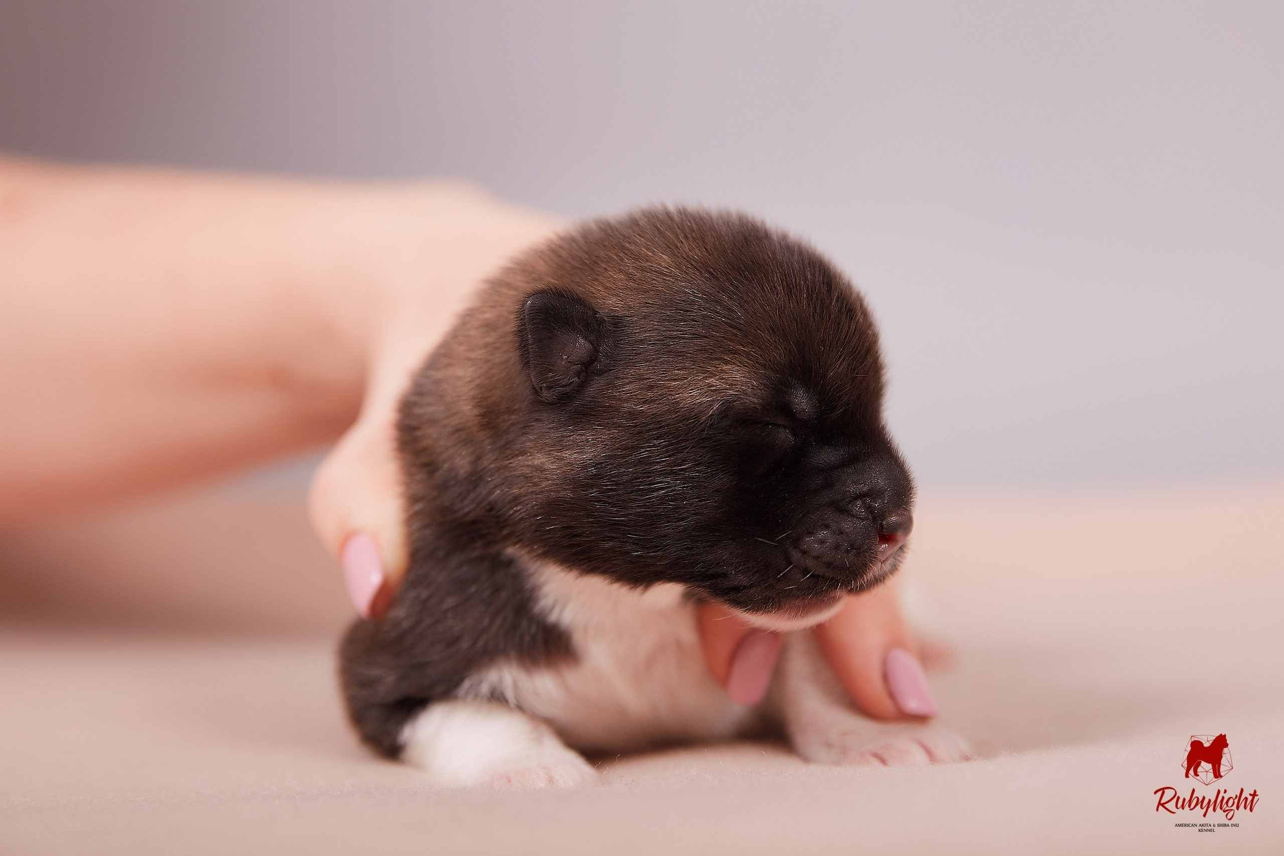 Американская акита щенки питомник Рубилайт RUBYLIGHT