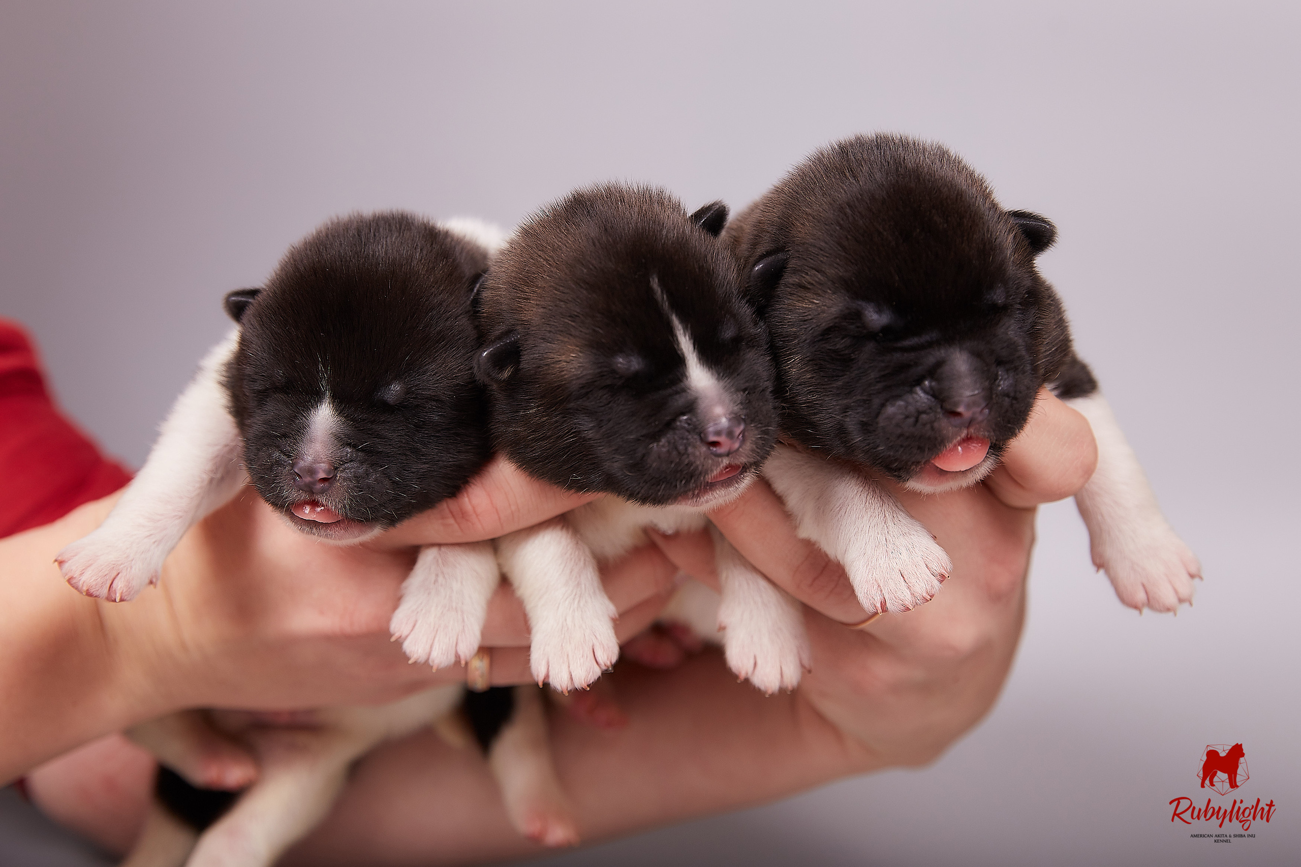 Американская акита щенки питомник Рубилайт RUBYLIGHT
