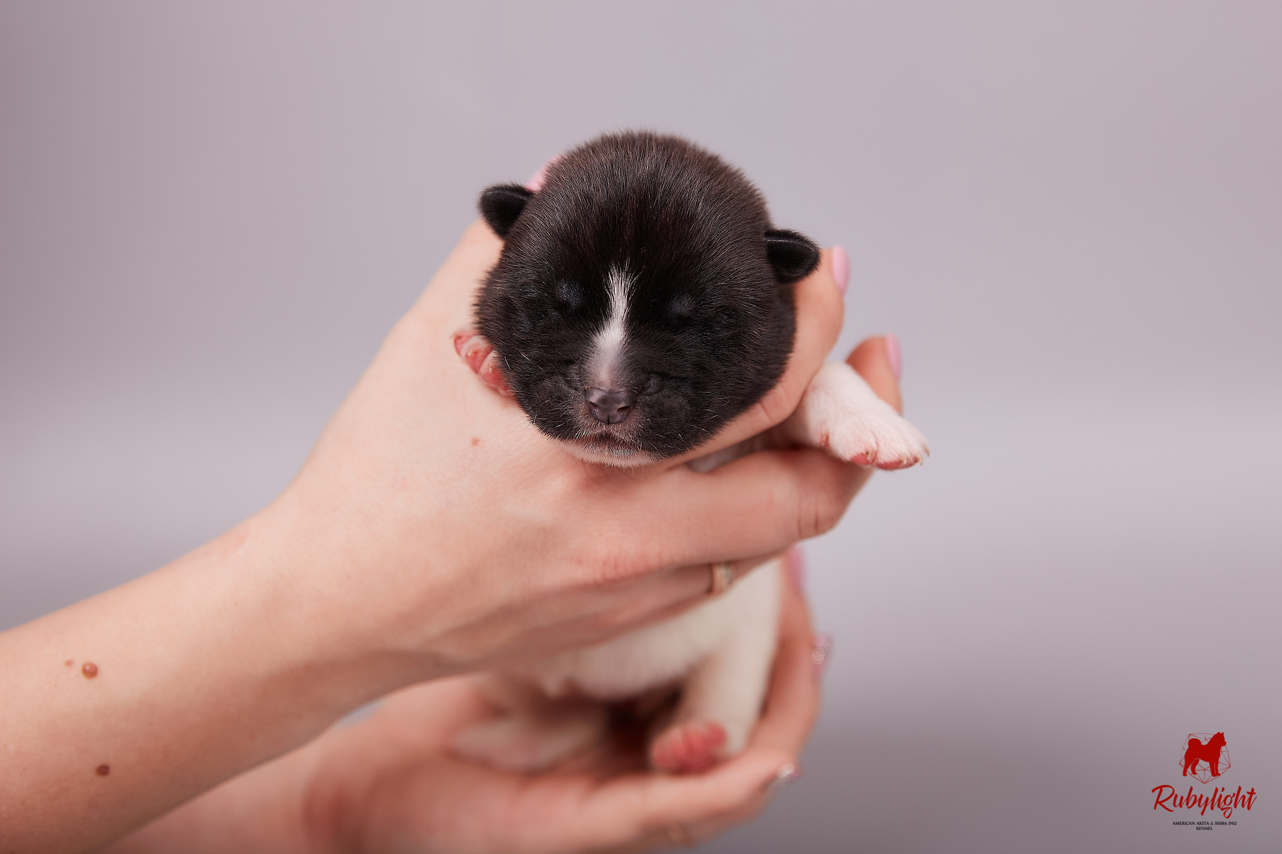 Американская акита щенки питомник Рубилайт RUBYLIGHT