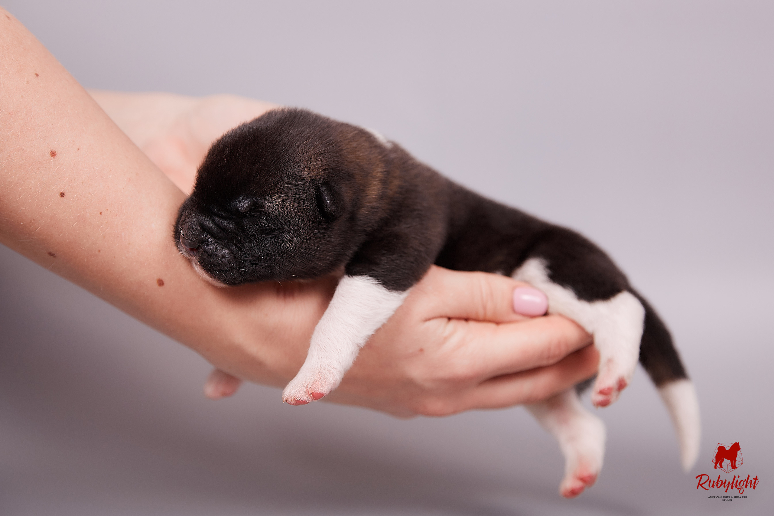 Американская акита щенки питомник Рубилайт RUBYLIGHT