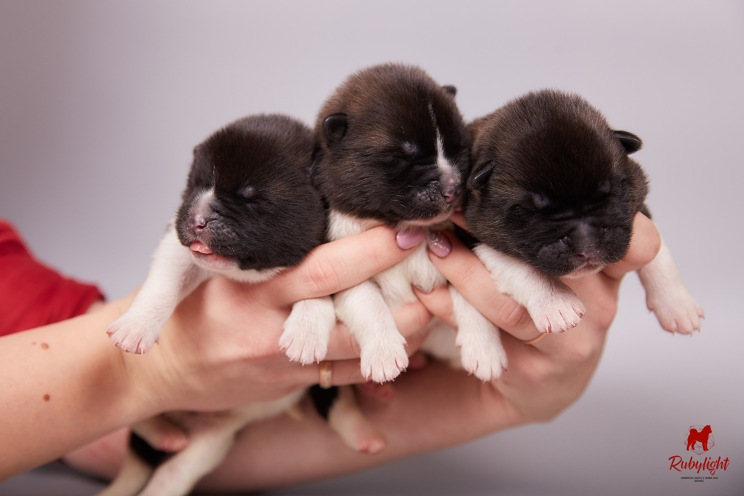 Американская акита щенки питомник Рубилайт RUBYLIGHT