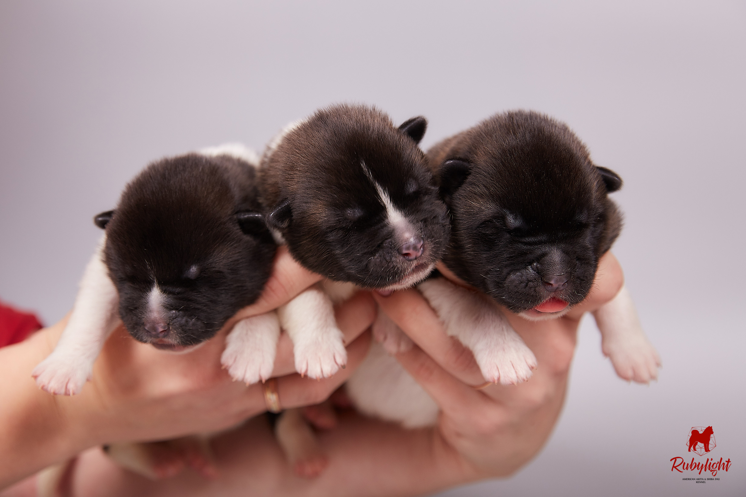 Американская акита щенки питомник Рубилайт RUBYLIGHT