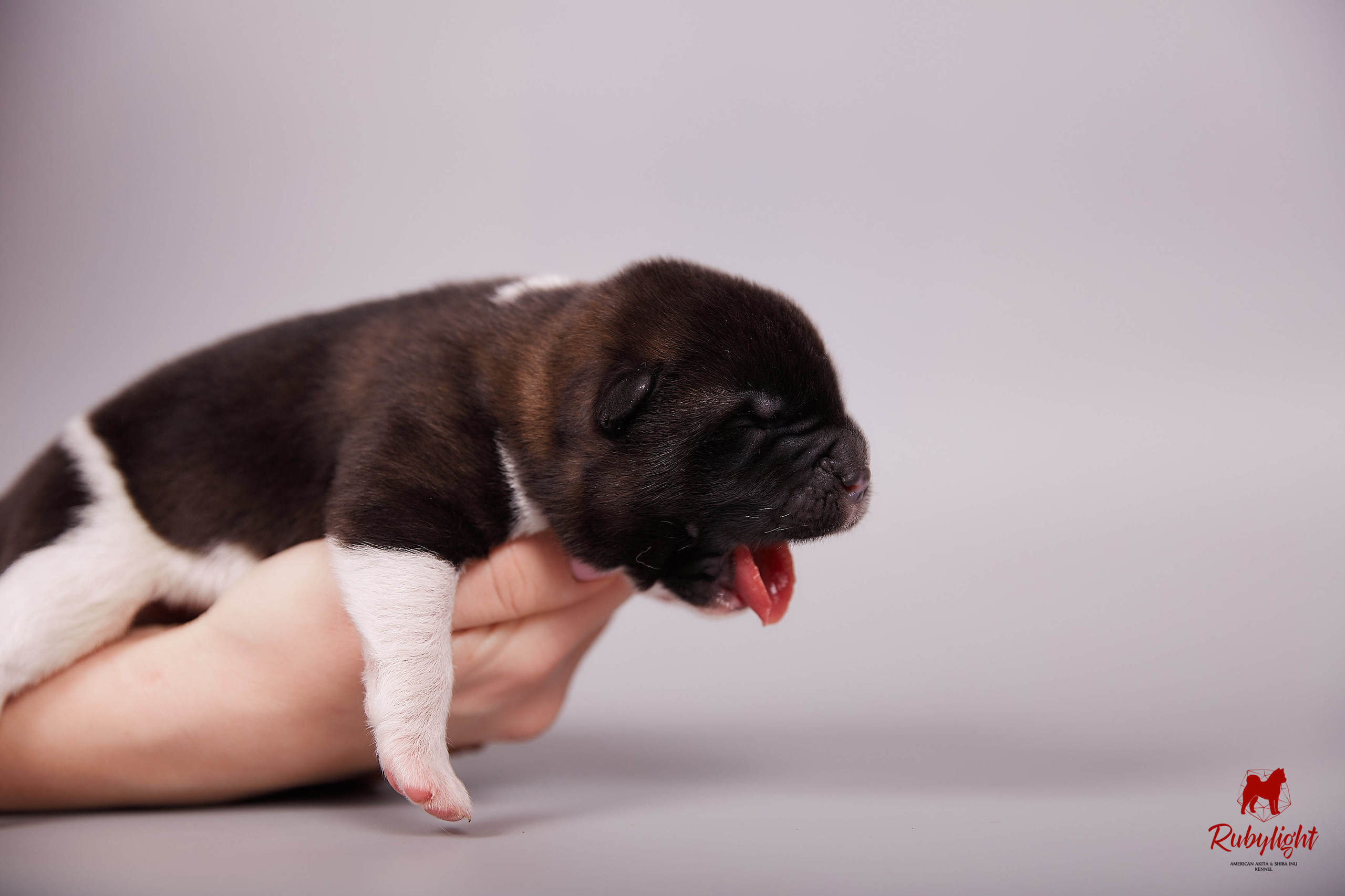 Американская акита щенки питомник Рубилайт RUBYLIGHT