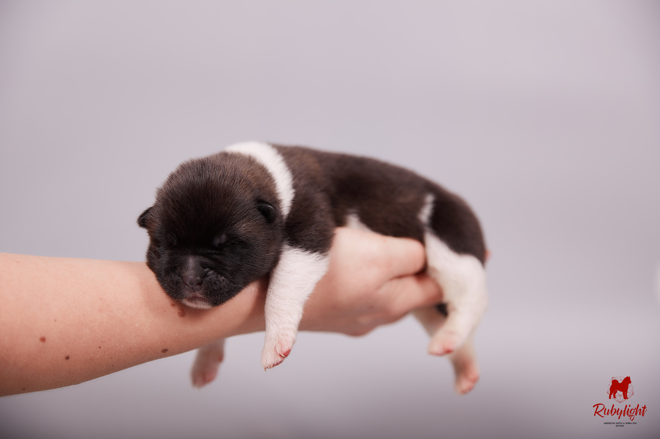 Американская акита щенки питомник Рубилайт RUBYLIGHT