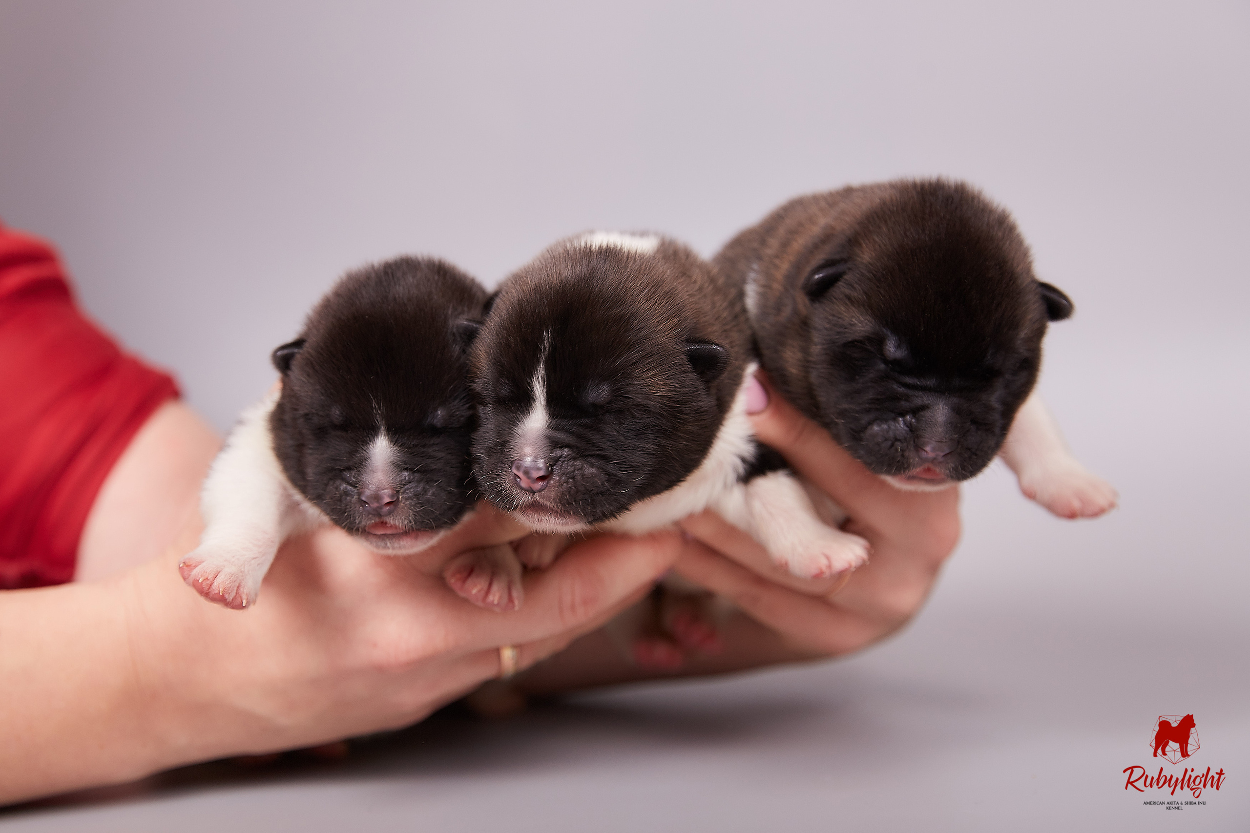 Американская акита щенки питомник Рубилайт RUBYLIGHT