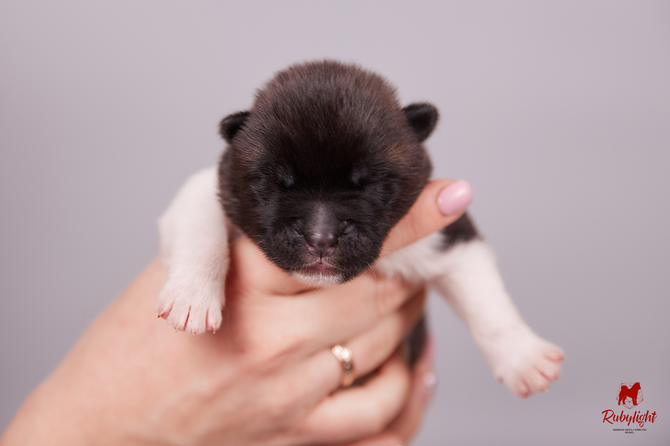 Американская акита щенки питомник Рубилайт RUBYLIGHT