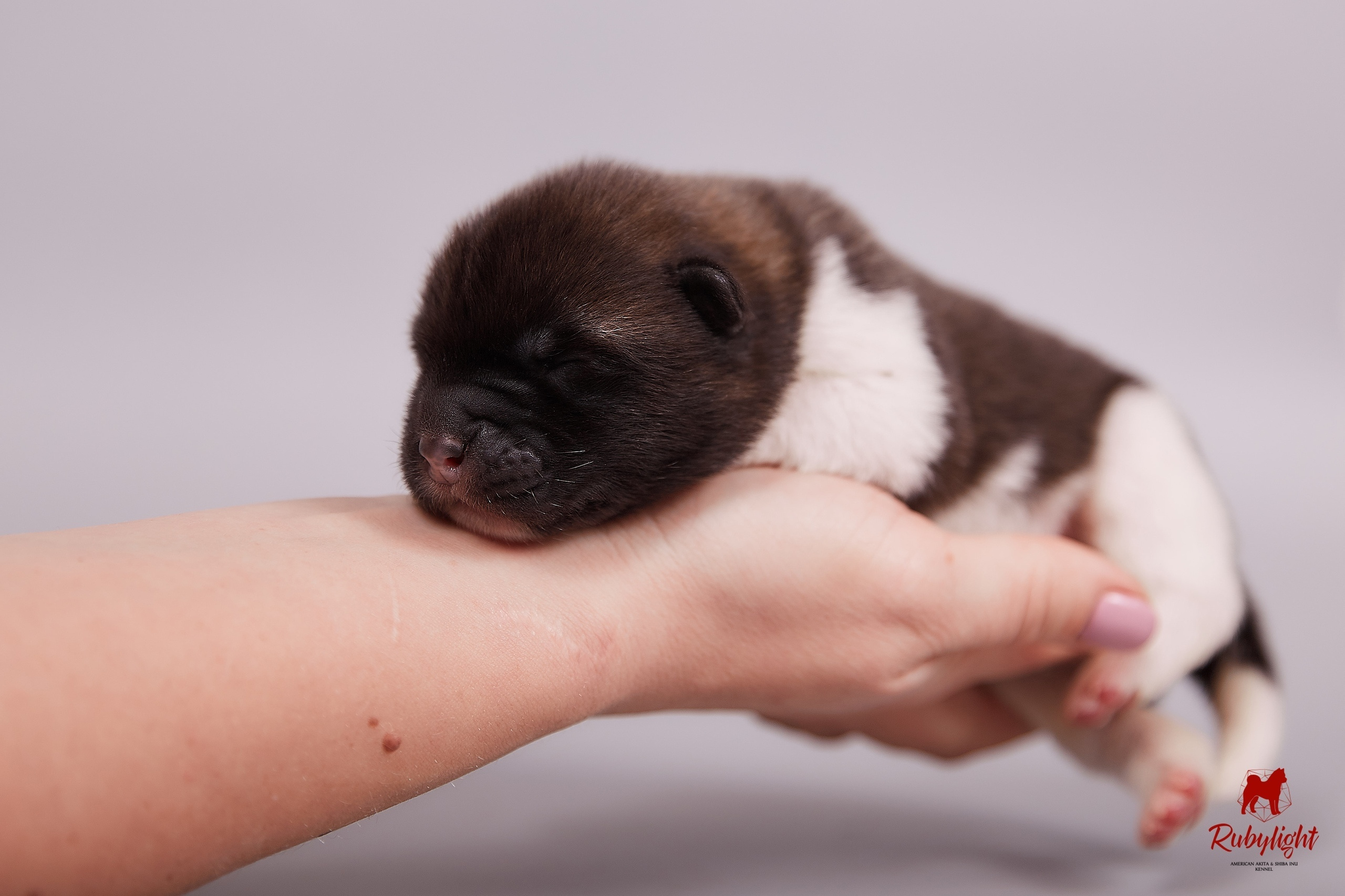 Американская акита щенки питомник Рубилайт RUBYLIGHT