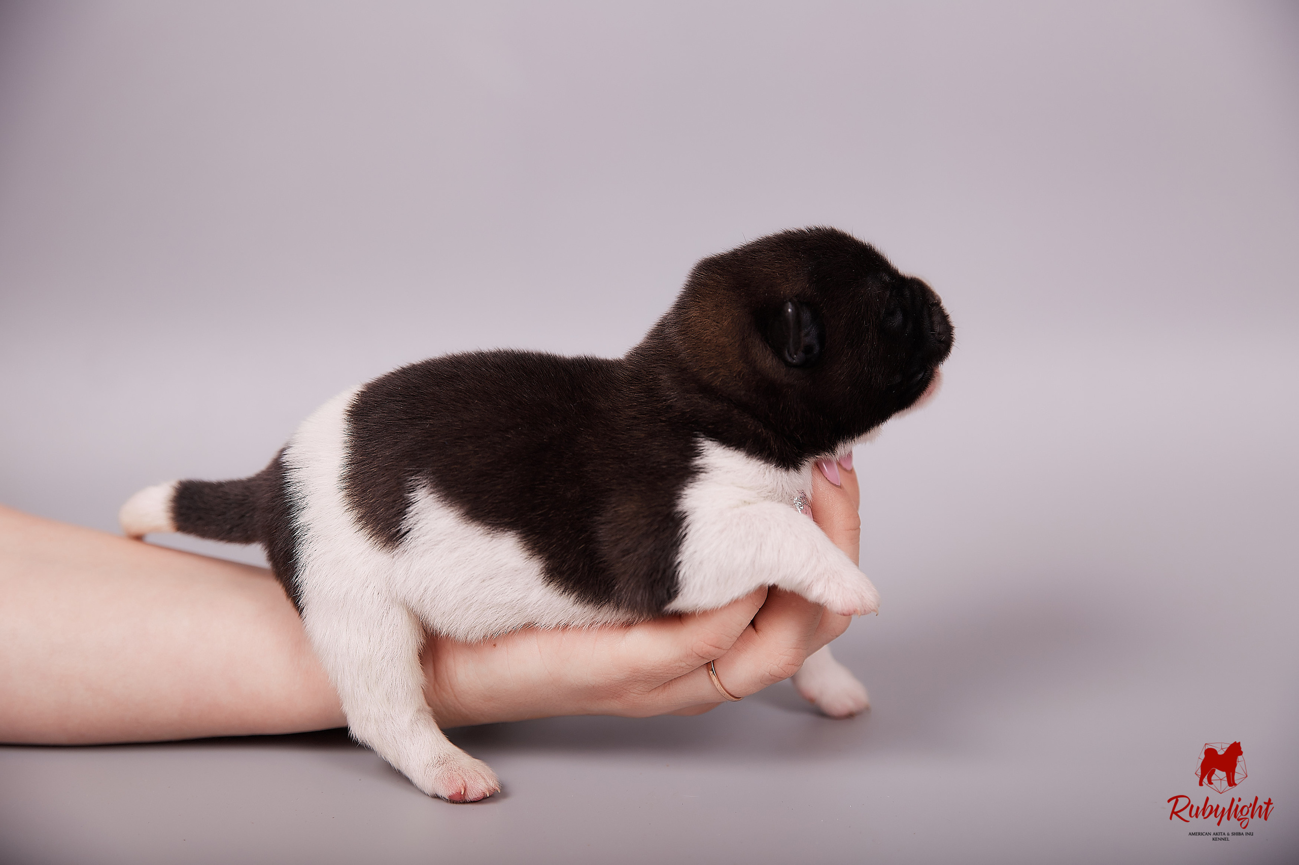 Американская акита щенки питомник Рубилайт RUBYLIGHT