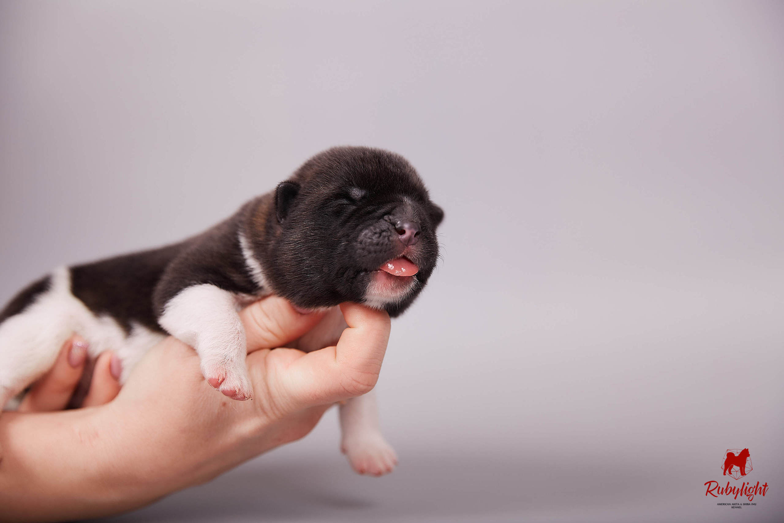 Американская акита щенки питомник Рубилайт RUBYLIGHT