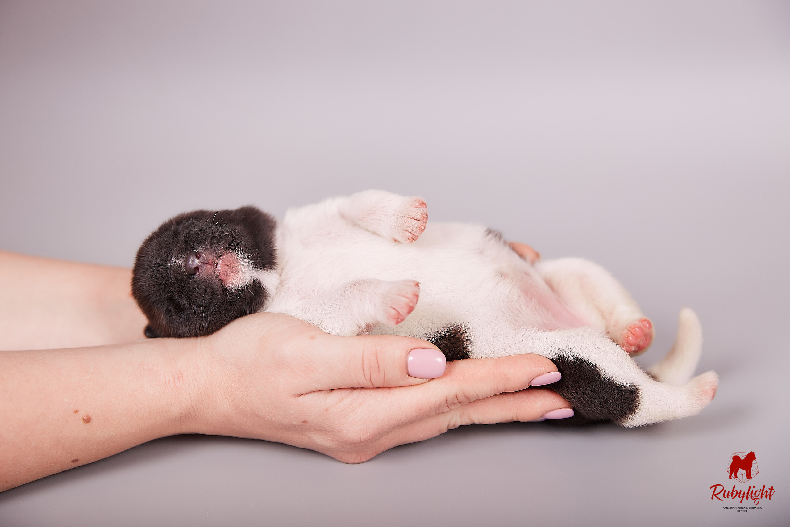 Американская акита щенки питомник Рубилайт RUBYLIGHT