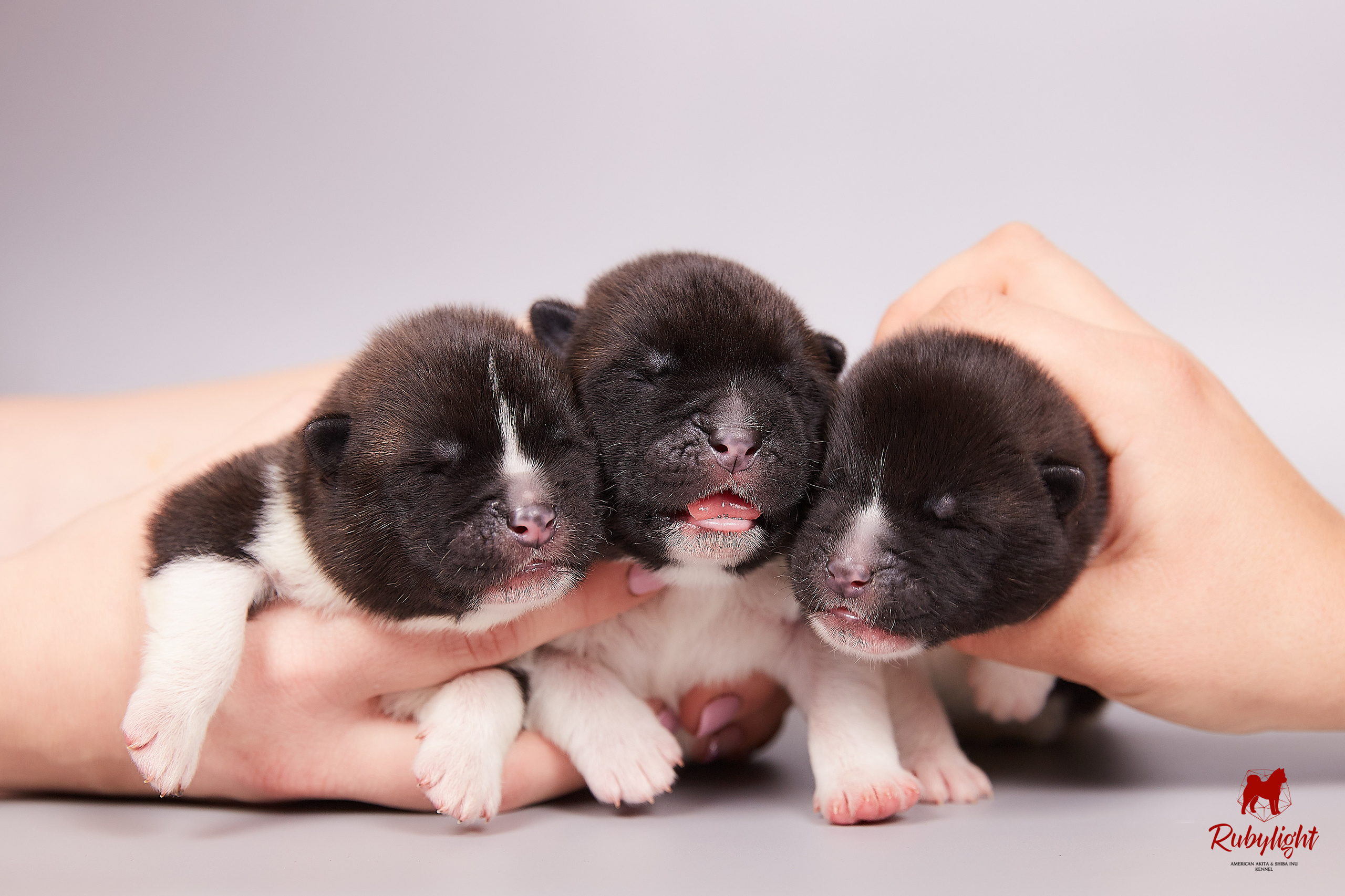 Американская акита щенки питомник Рубилайт RUBYLIGHT