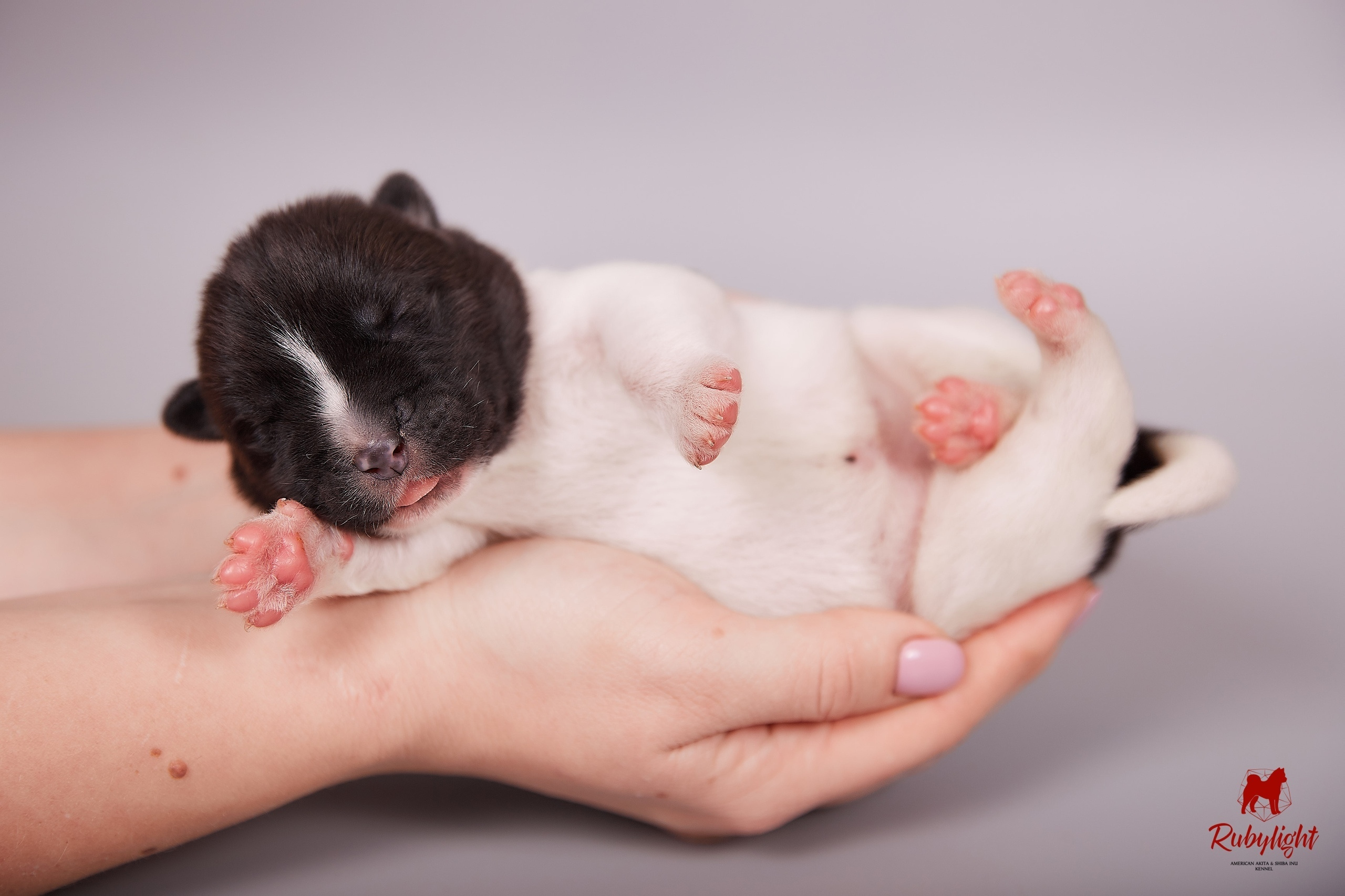 Американская акита щенки питомник Рубилайт RUBYLIGHT