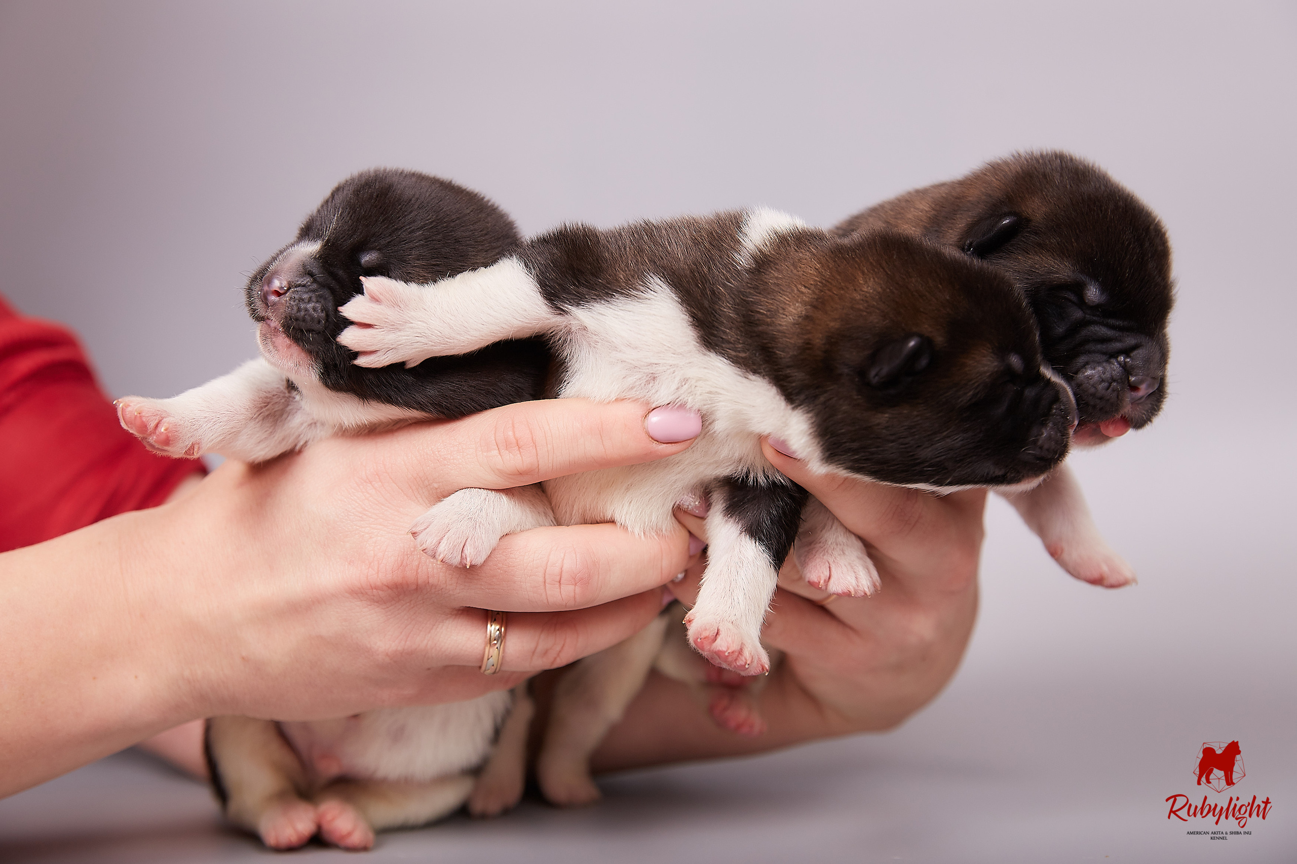 Американская акита щенки питомник Рубилайт RUBYLIGHT