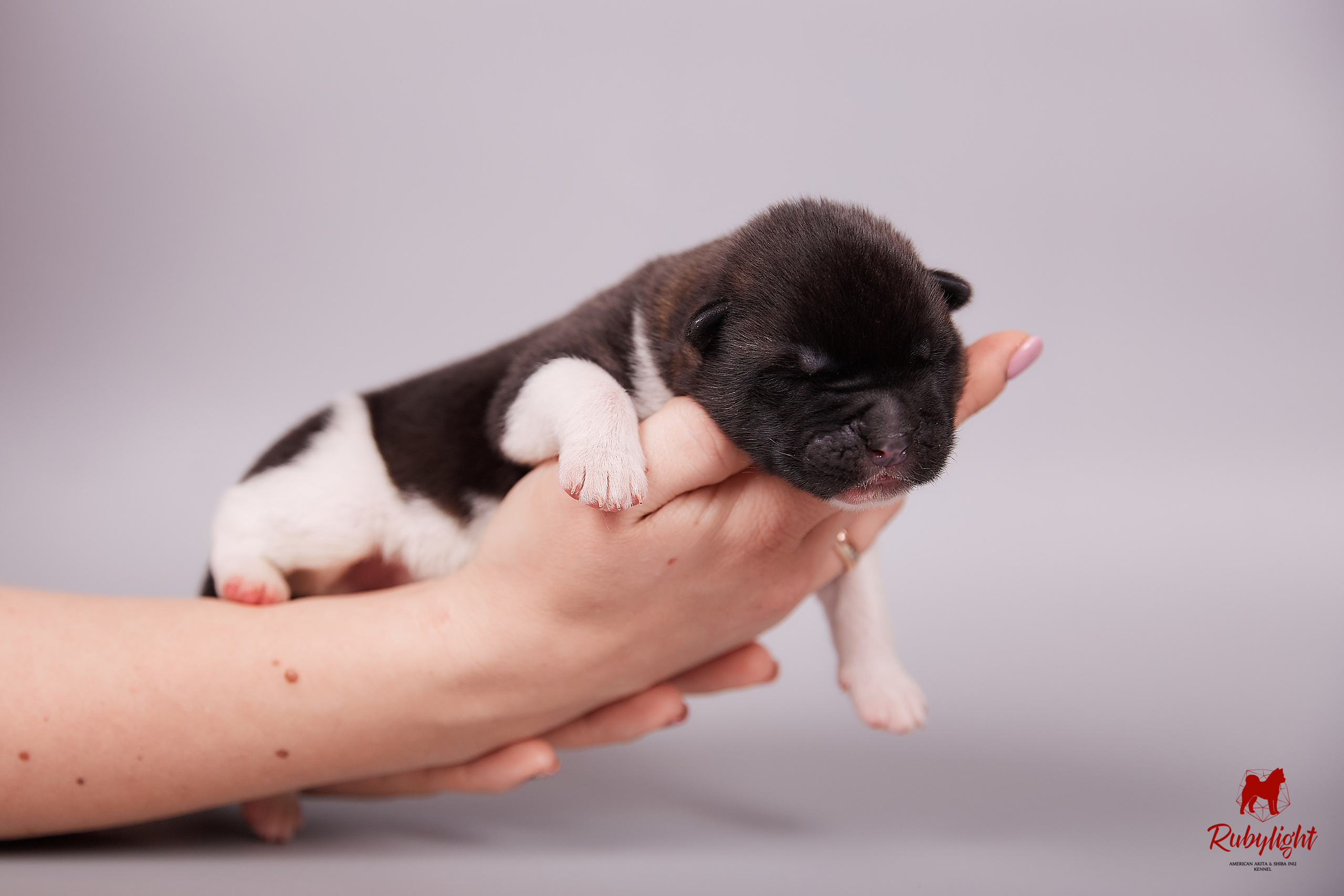 Американская акита щенки питомник Рубилайт RUBYLIGHT