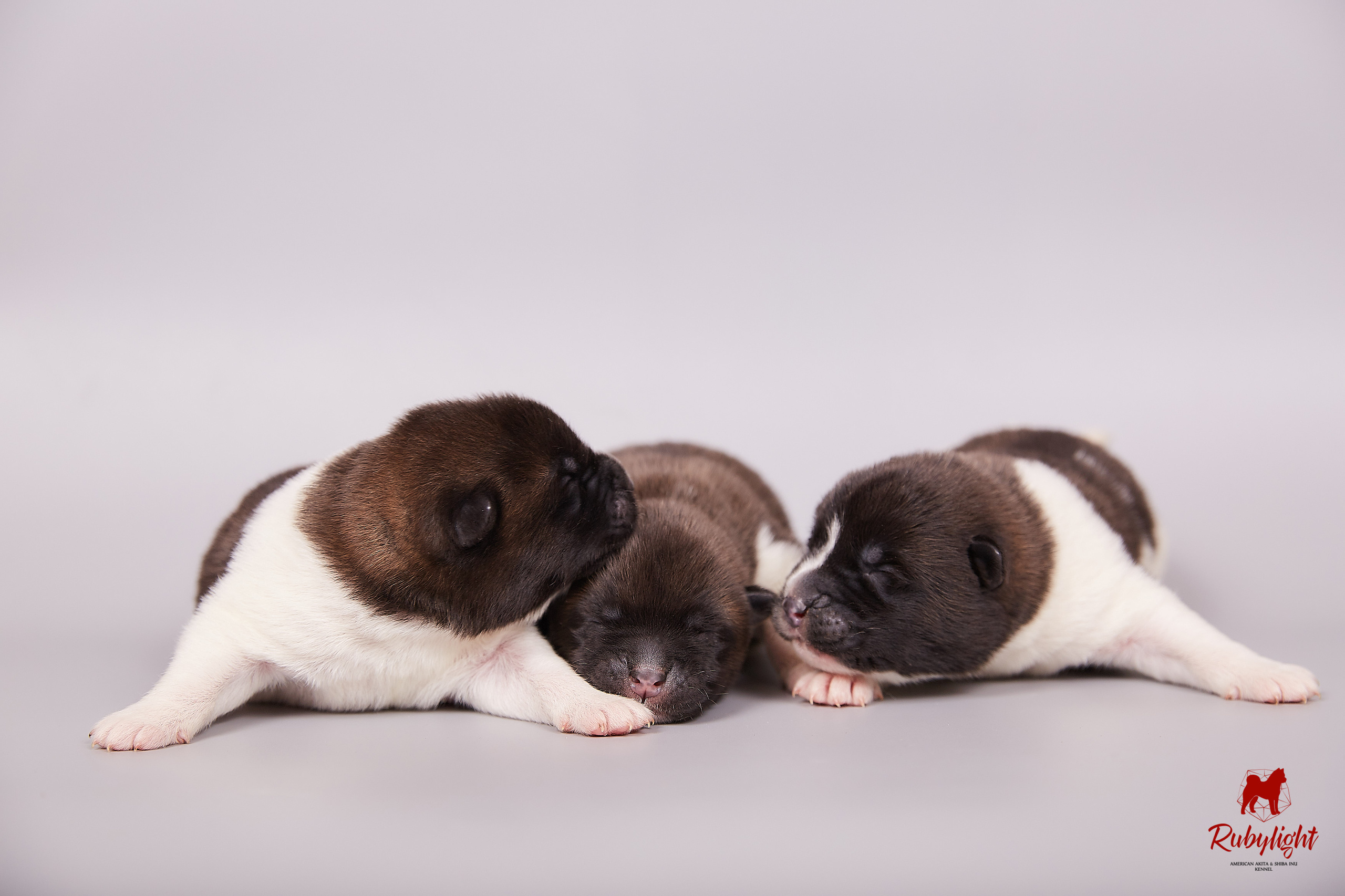 Американская акита щенки питомник Рубилайт RUBYLIGHT