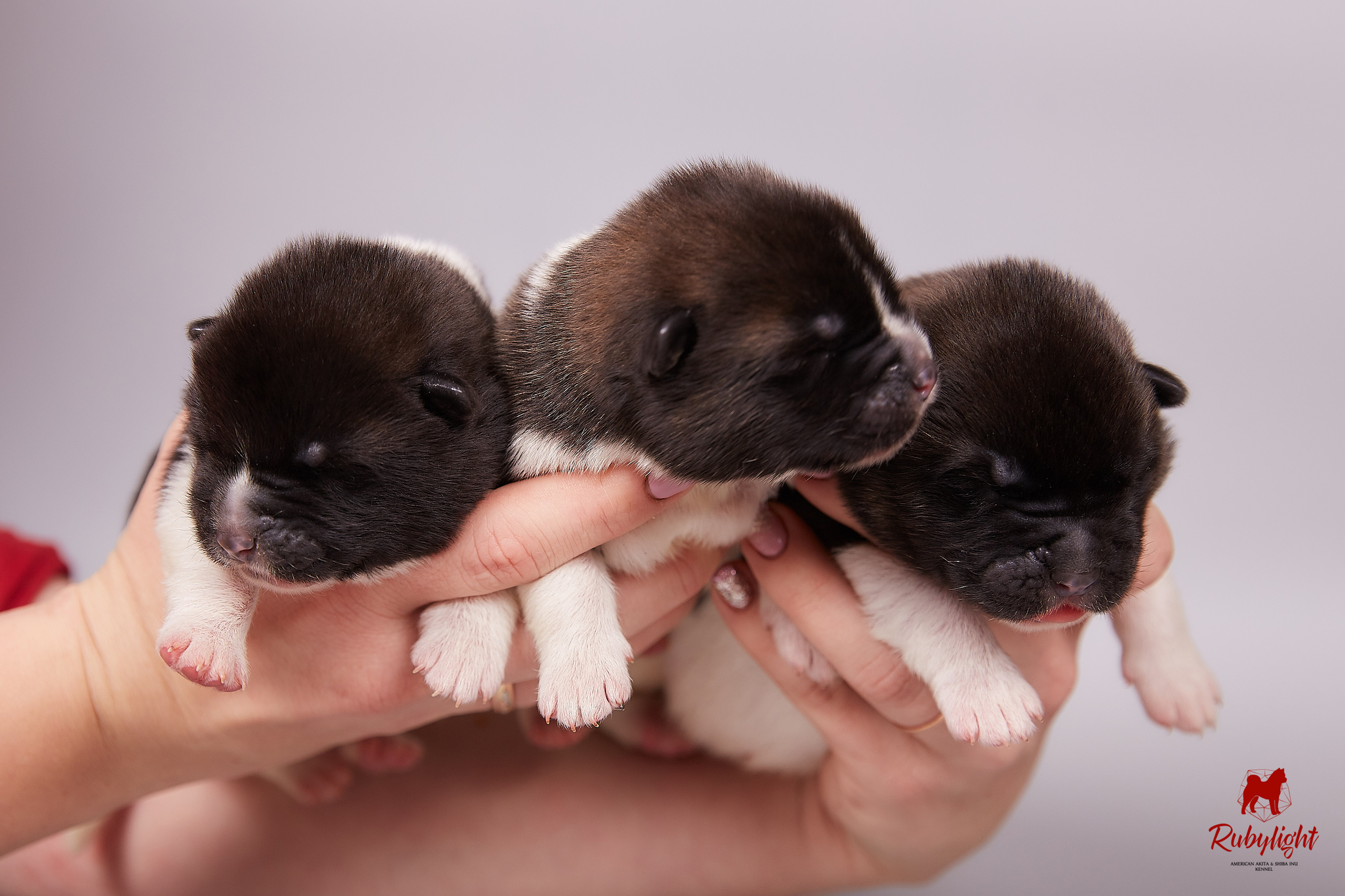 Американская акита щенки питомник Рубилайт RUBYLIGHT