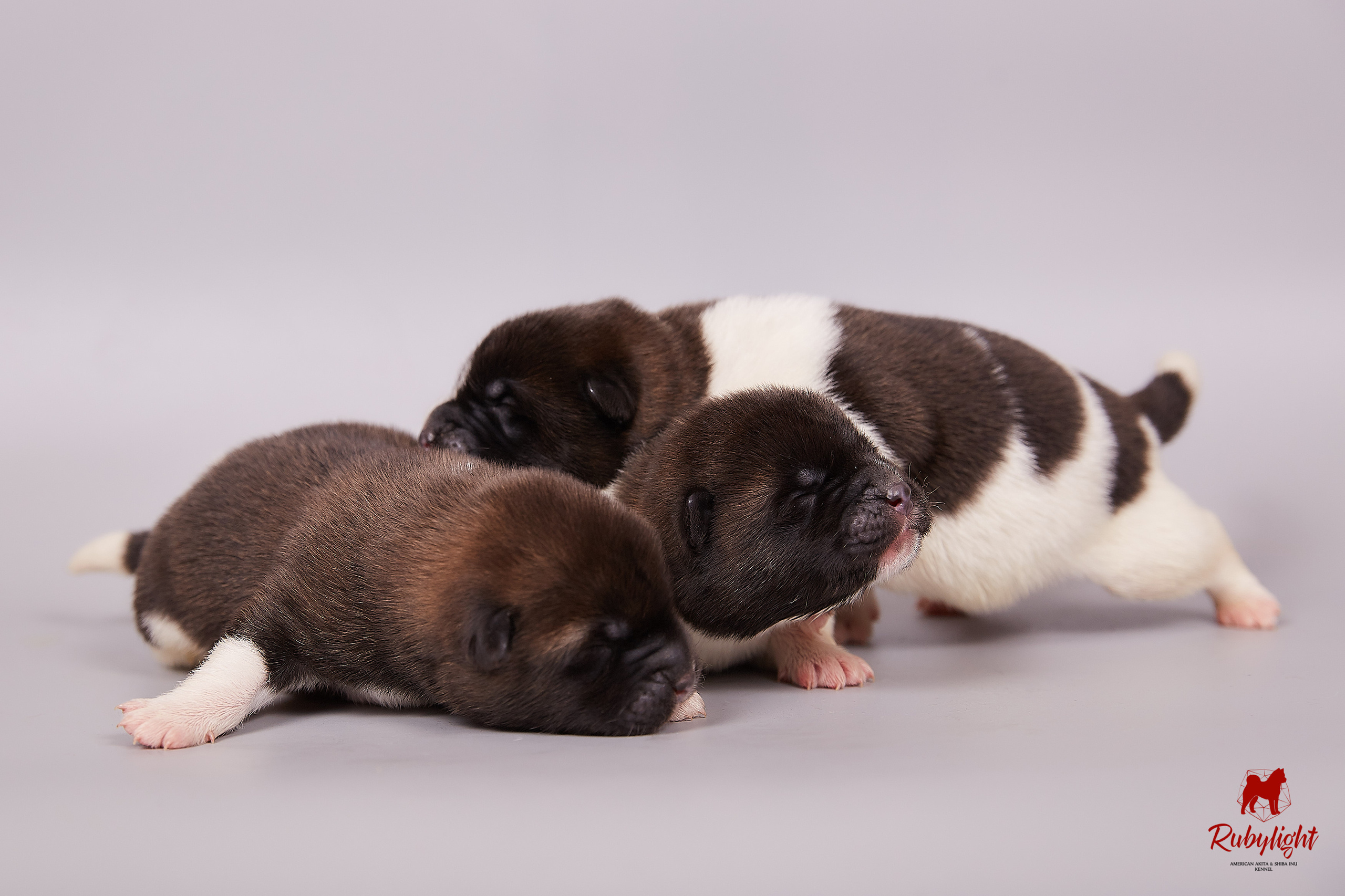 Американская акита щенки питомник Рубилайт RUBYLIGHT