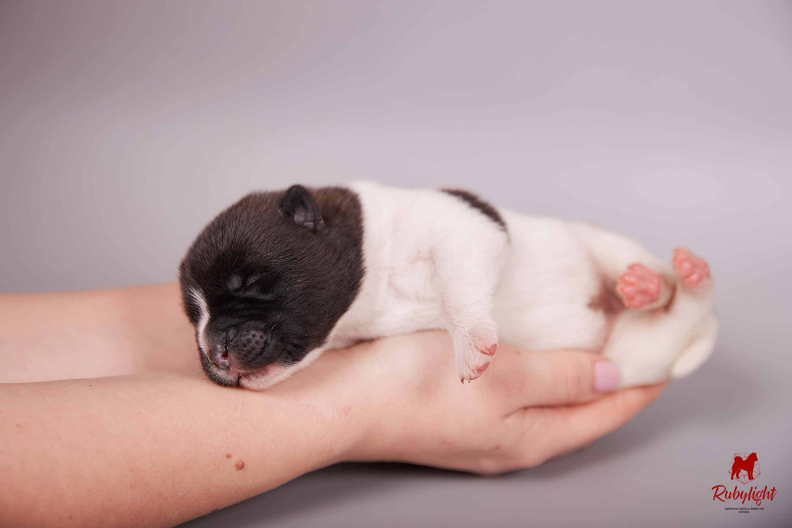 Американская акита щенки питомник Рубилайт RUBYLIGHT