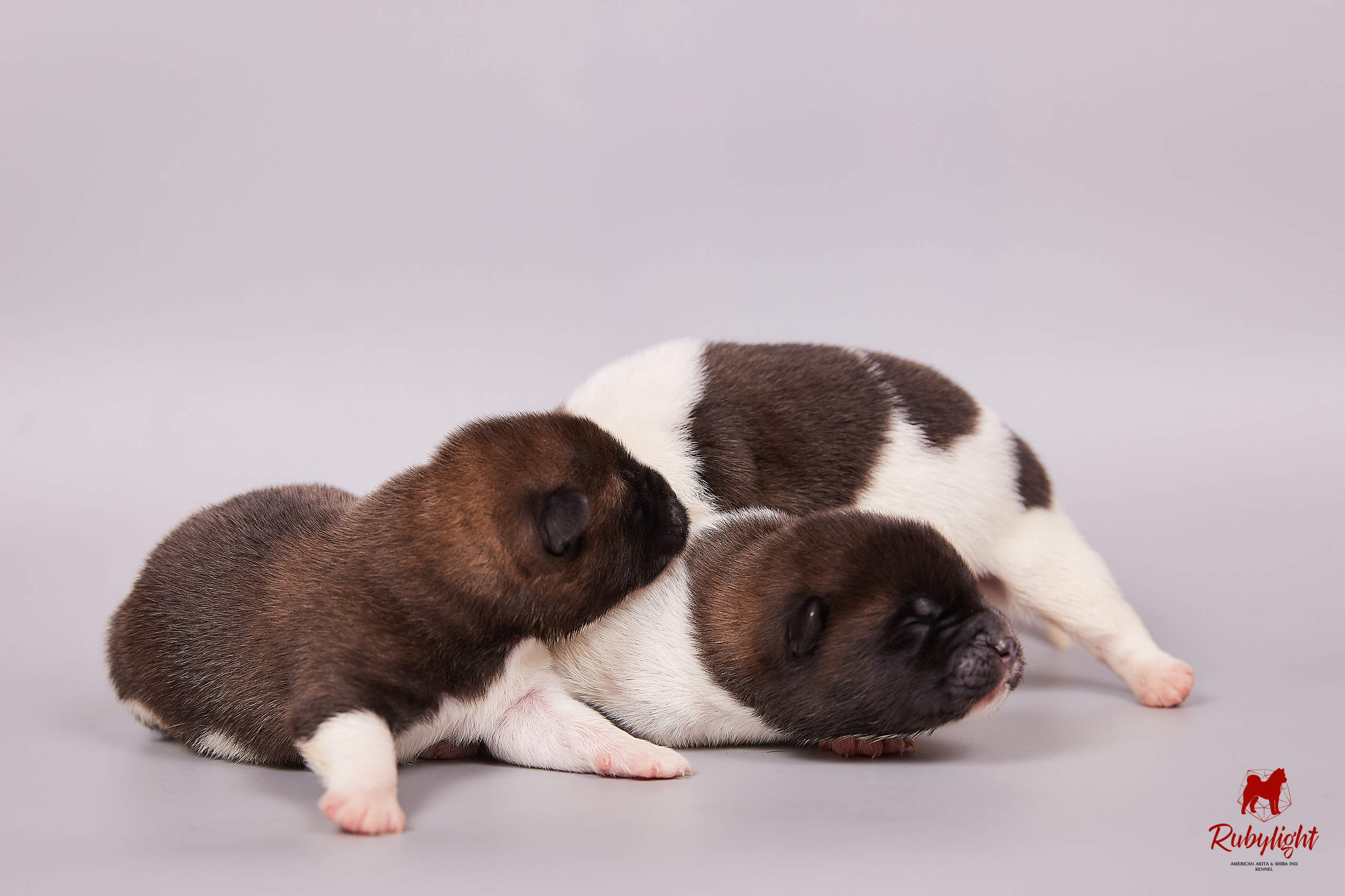 Американская акита щенки питомник Рубилайт RUBYLIGHT