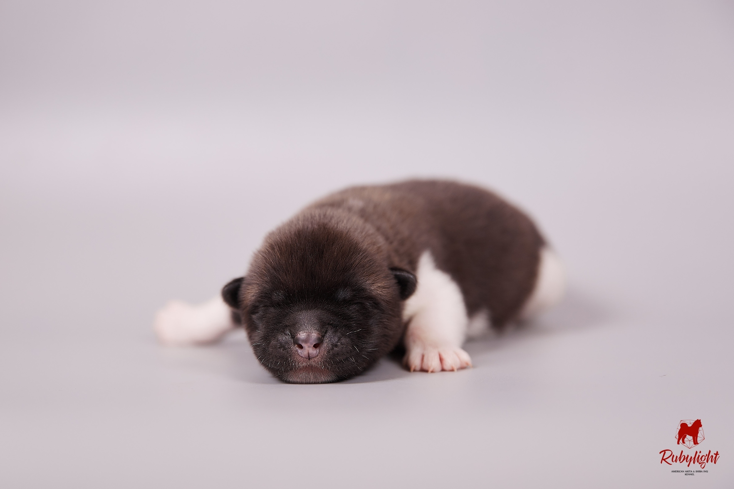 Американская акита щенки питомник Рубилайт RUBYLIGHT