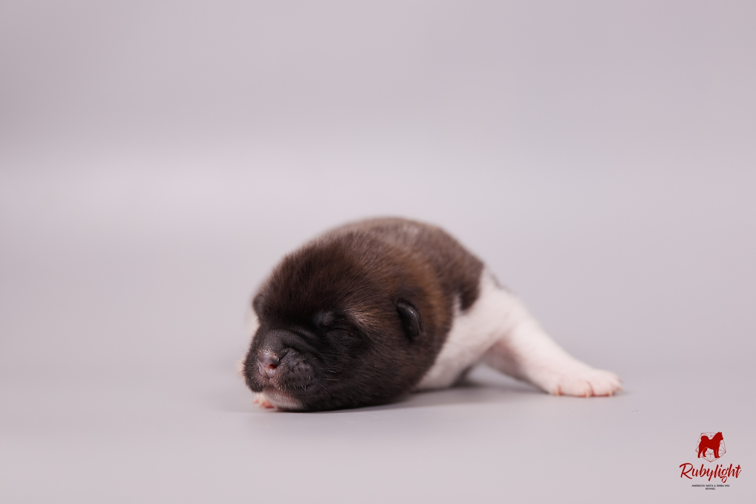 Американская акита щенки питомник Рубилайт RUBYLIGHT