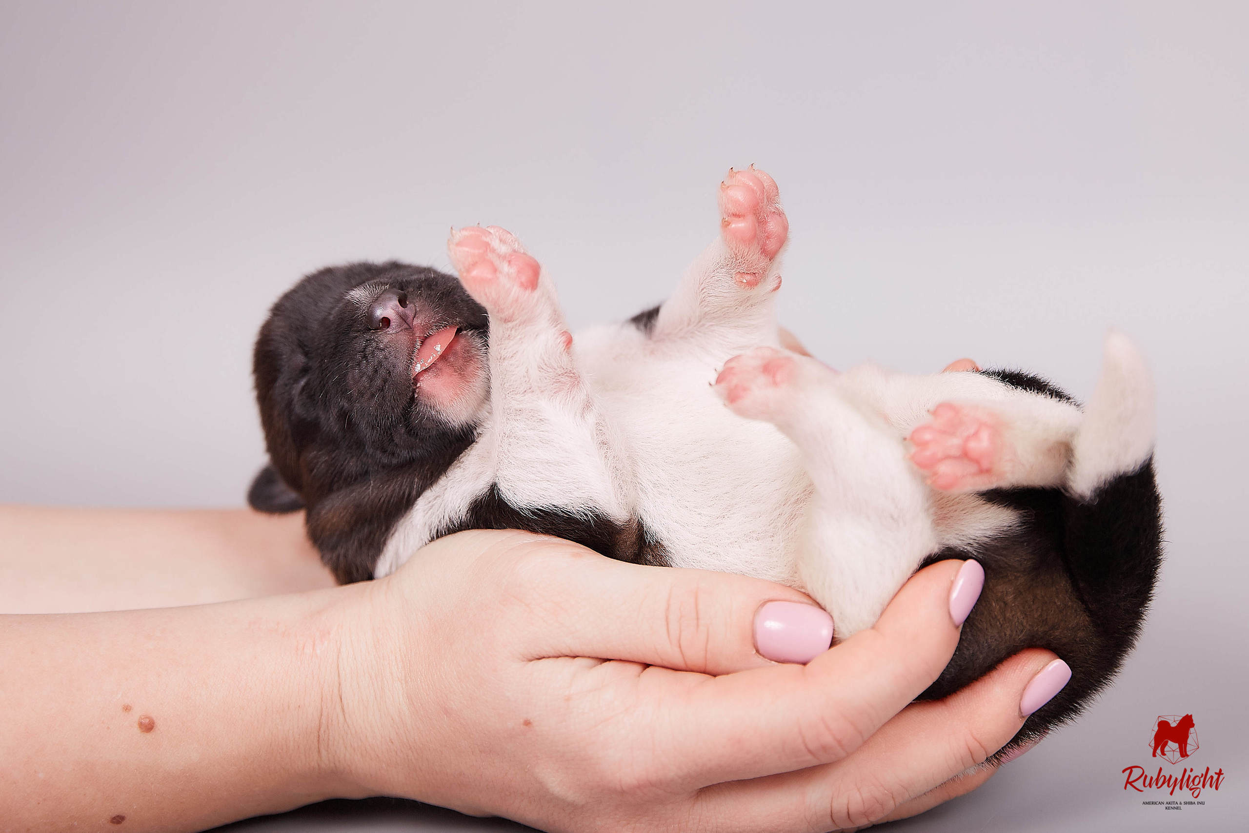 Американская акита щенки питомник Рубилайт RUBYLIGHT