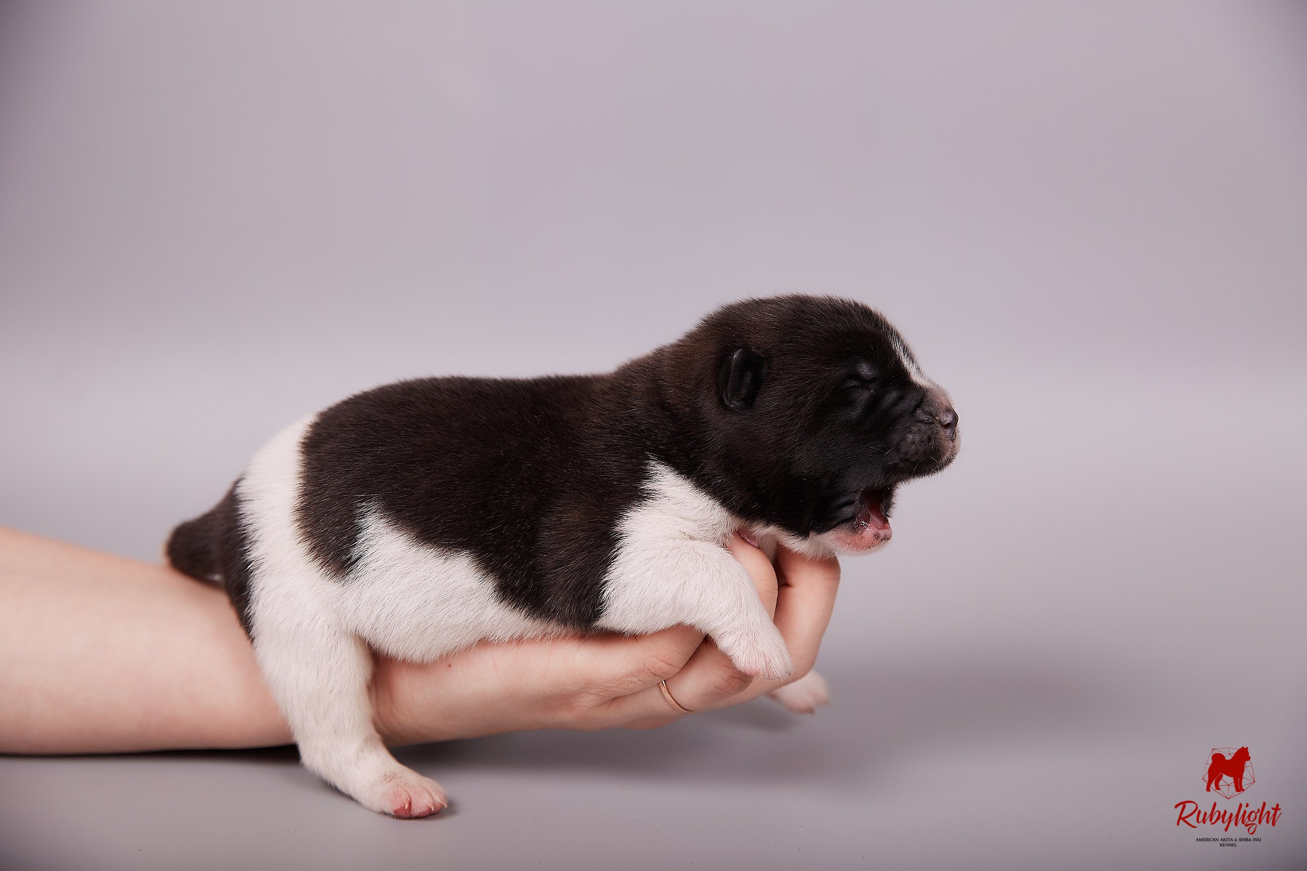 Американская акита щенки питомник Рубилайт RUBYLIGHT