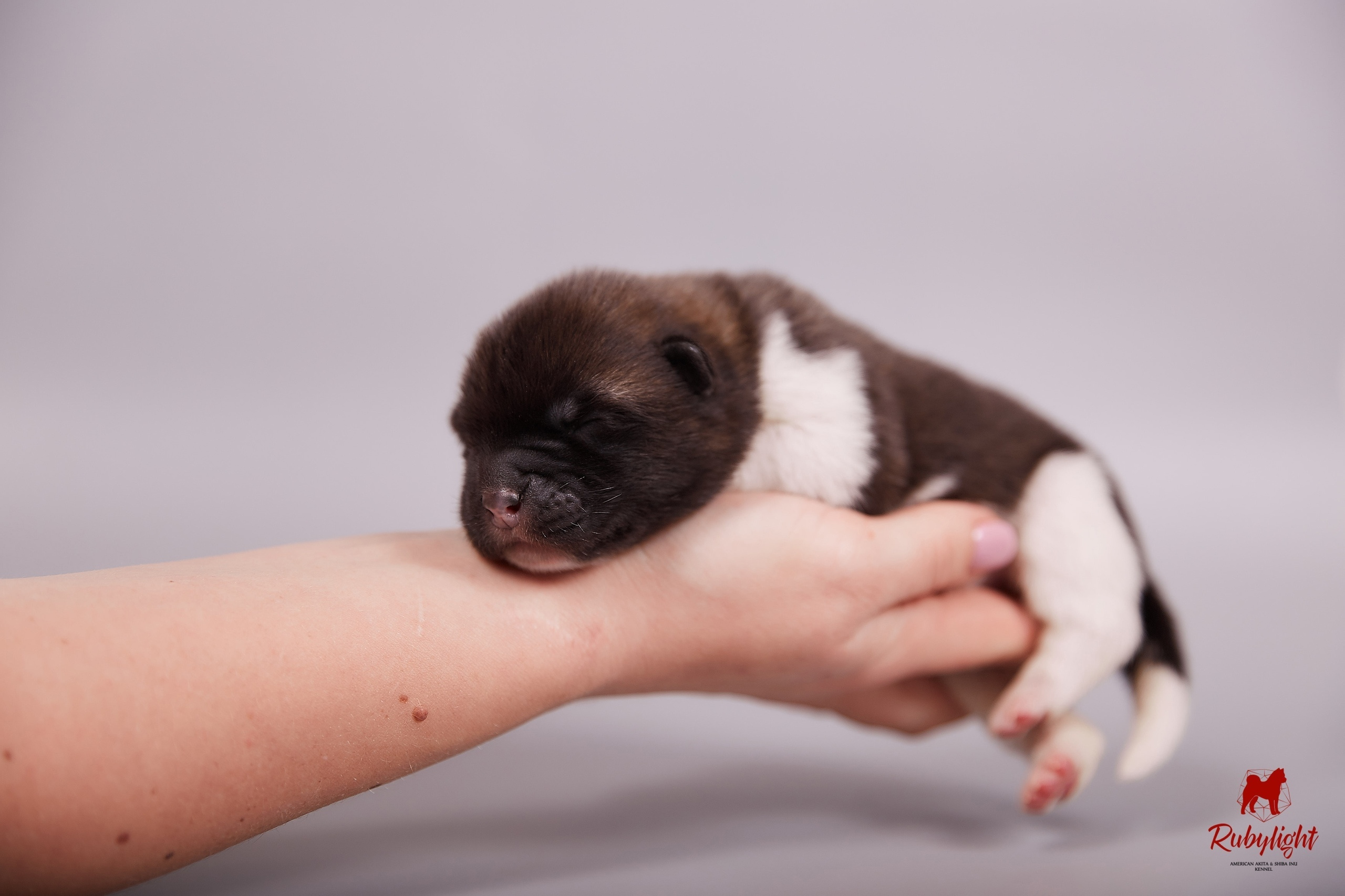 Американская акита щенки питомник Рубилайт RUBYLIGHT
