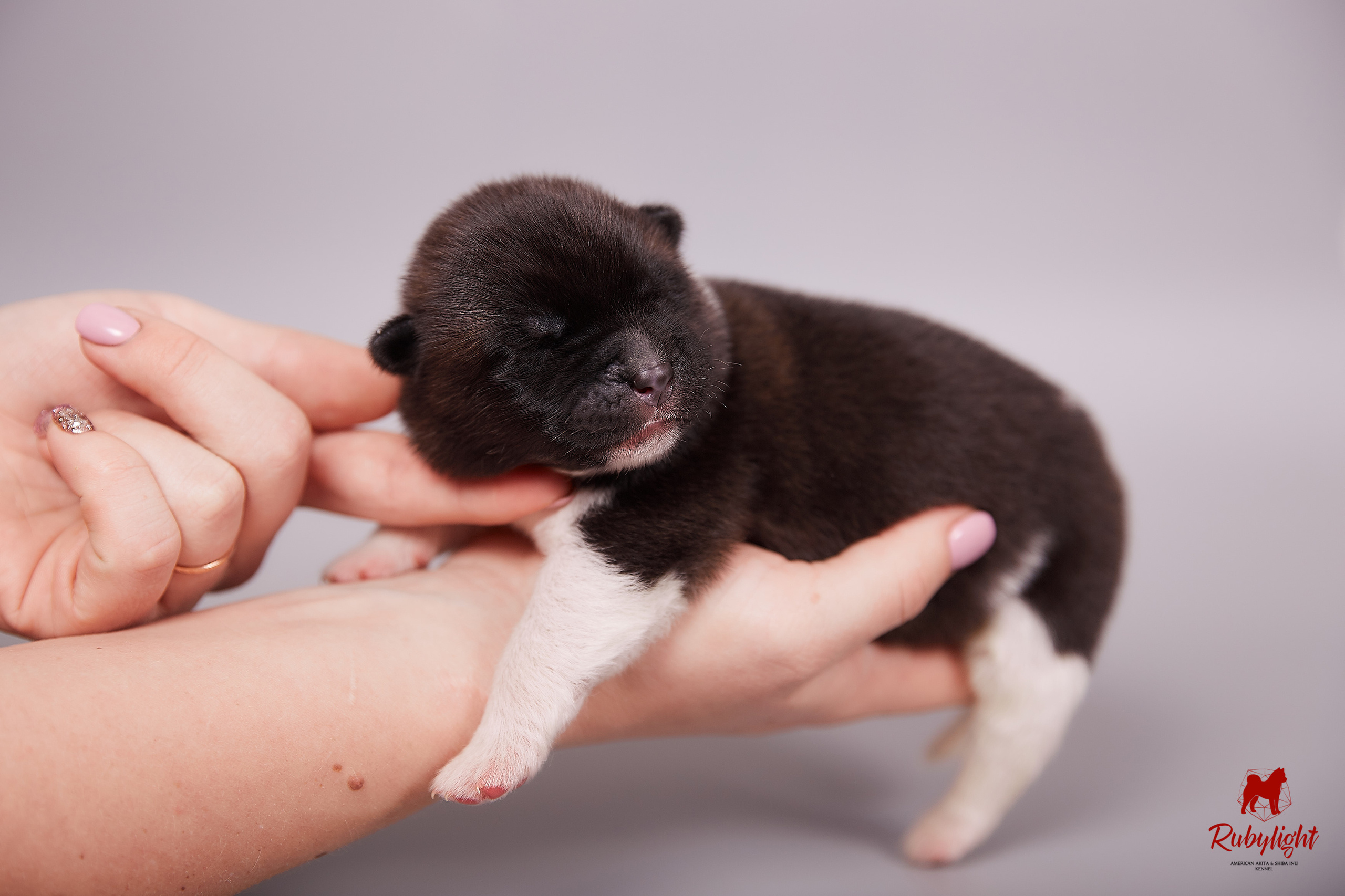 Американская акита щенки питомник Рубилайт RUBYLIGHT