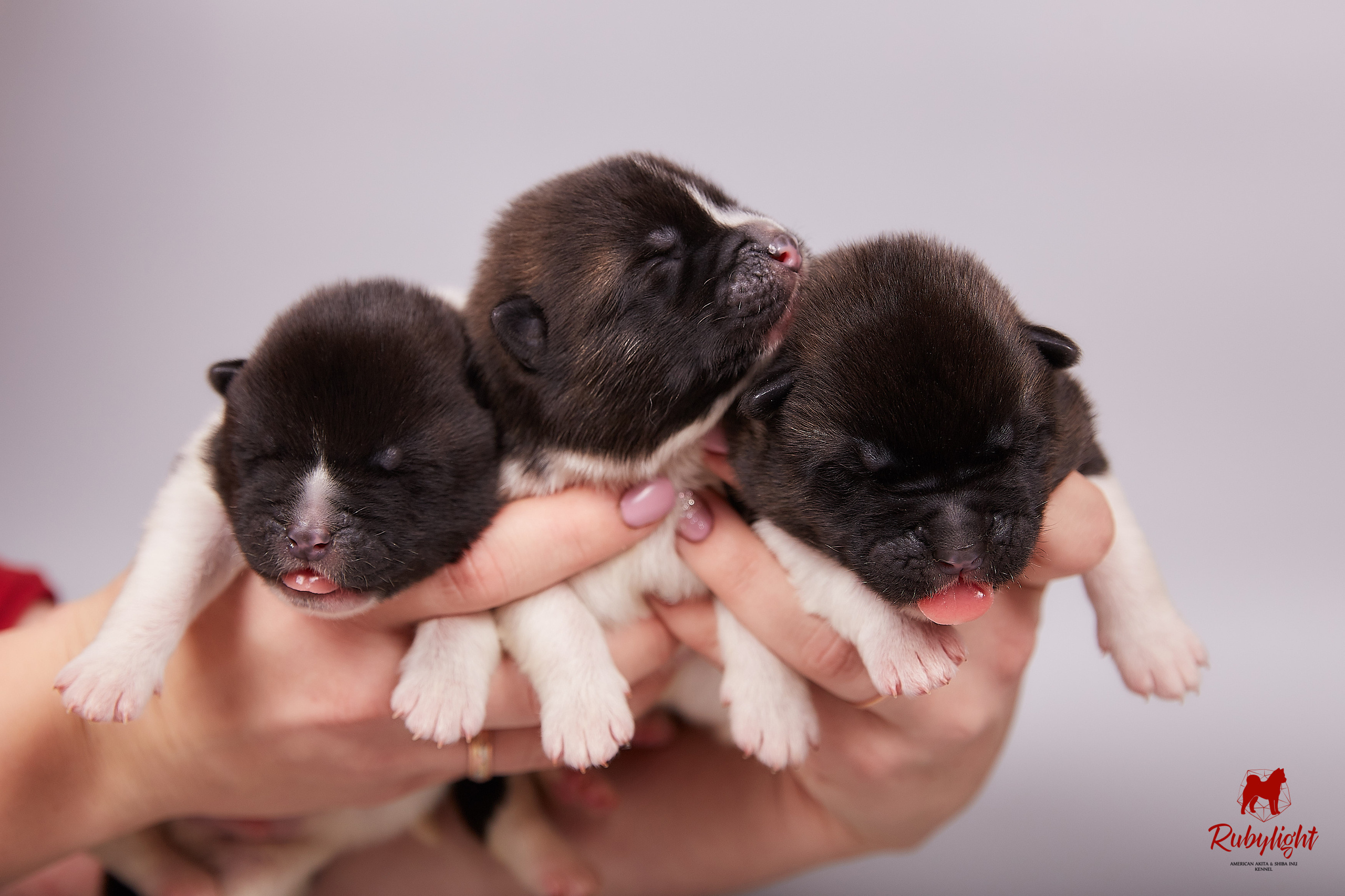Американская акита щенки питомник Рубилайт RUBYLIGHT