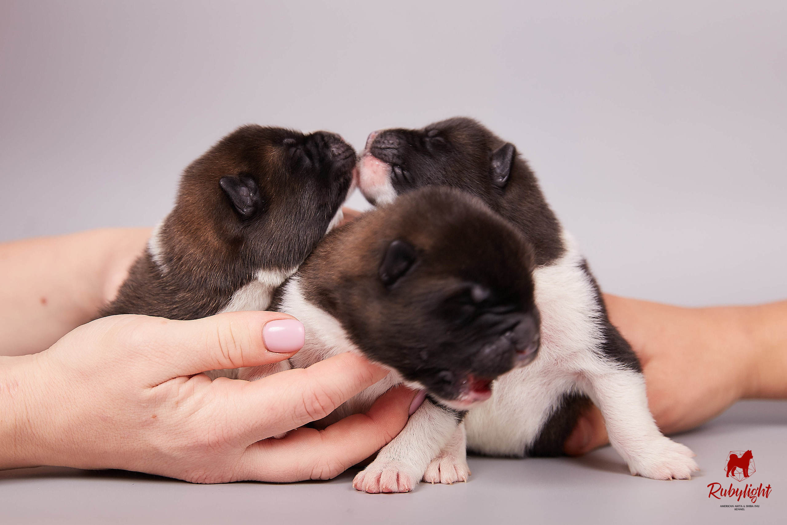 Американская акита щенки питомник Рубилайт RUBYLIGHT