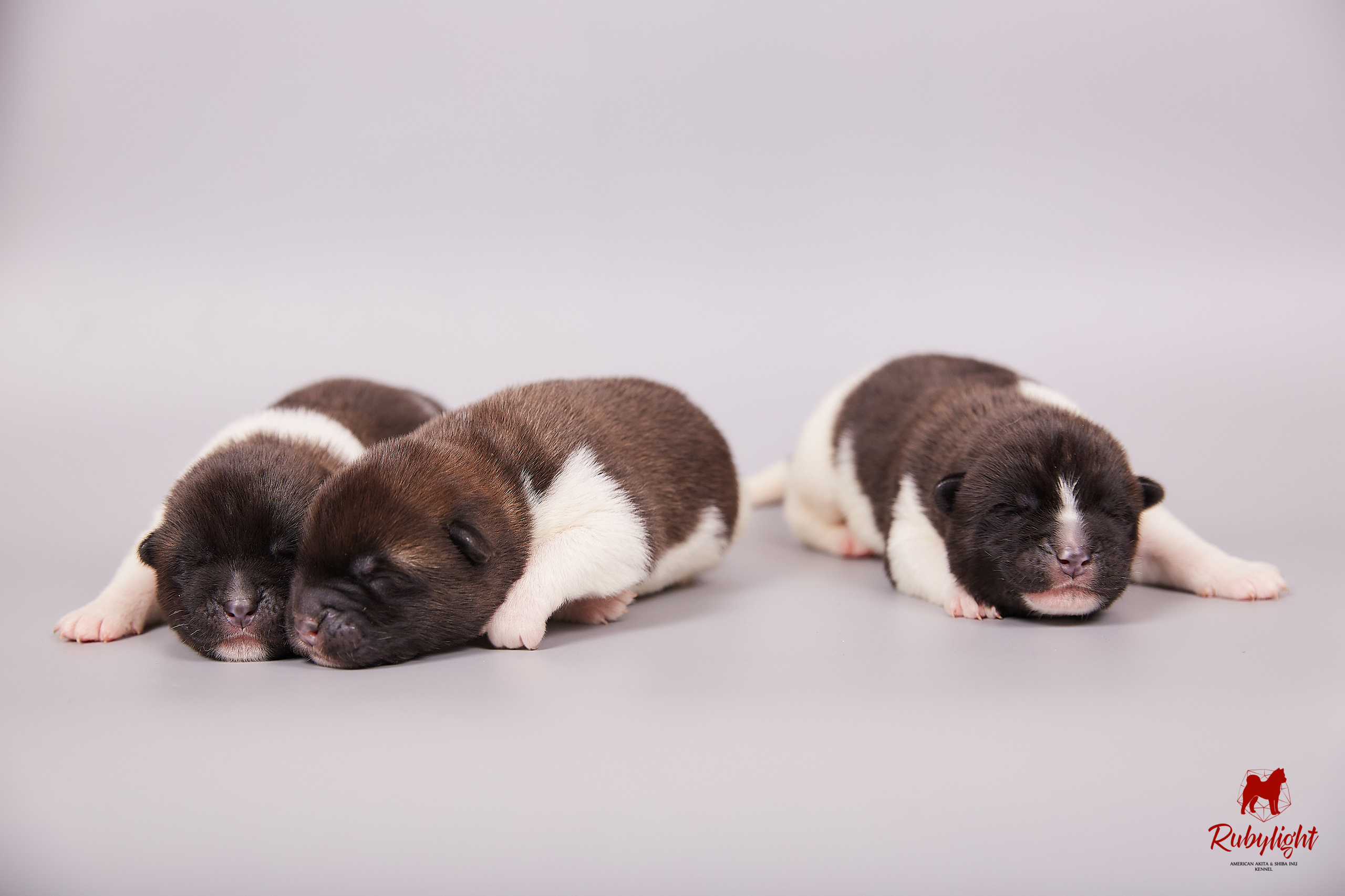 Американская акита щенки питомник Рубилайт RUBYLIGHT