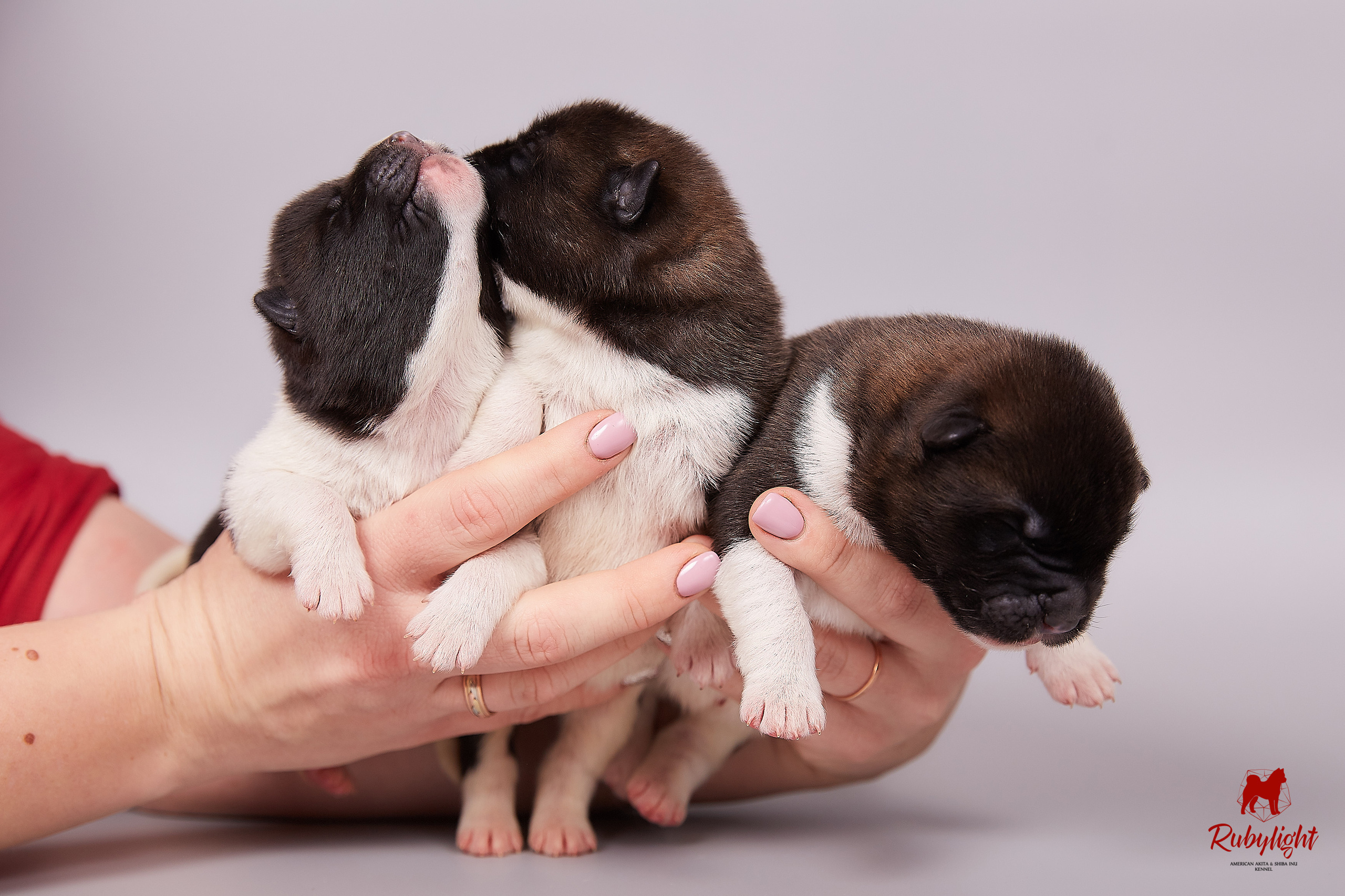 Американская акита щенки питомник Рубилайт RUBYLIGHT