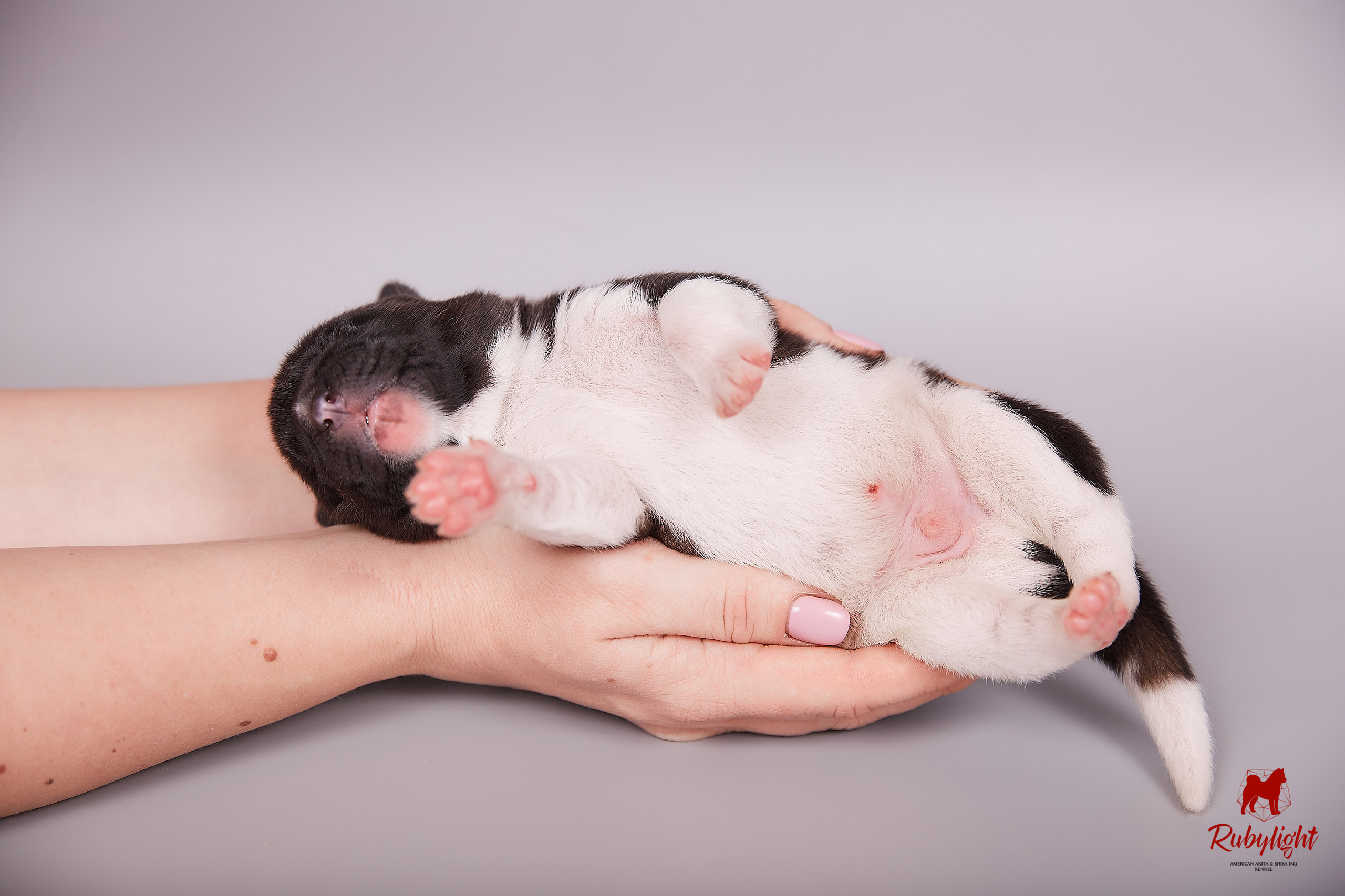 Американская акита щенки питомник Рубилайт RUBYLIGHT