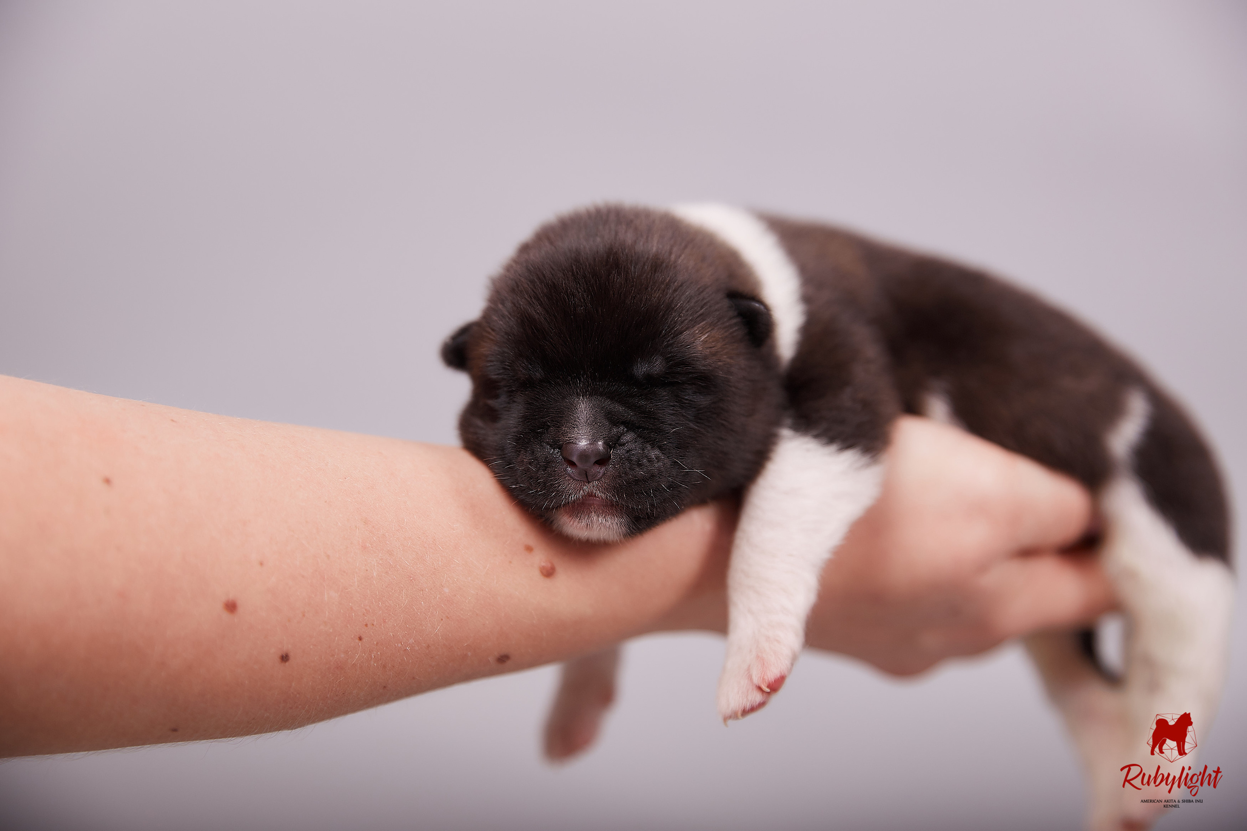 Американская акита щенки питомник Рубилайт RUBYLIGHT