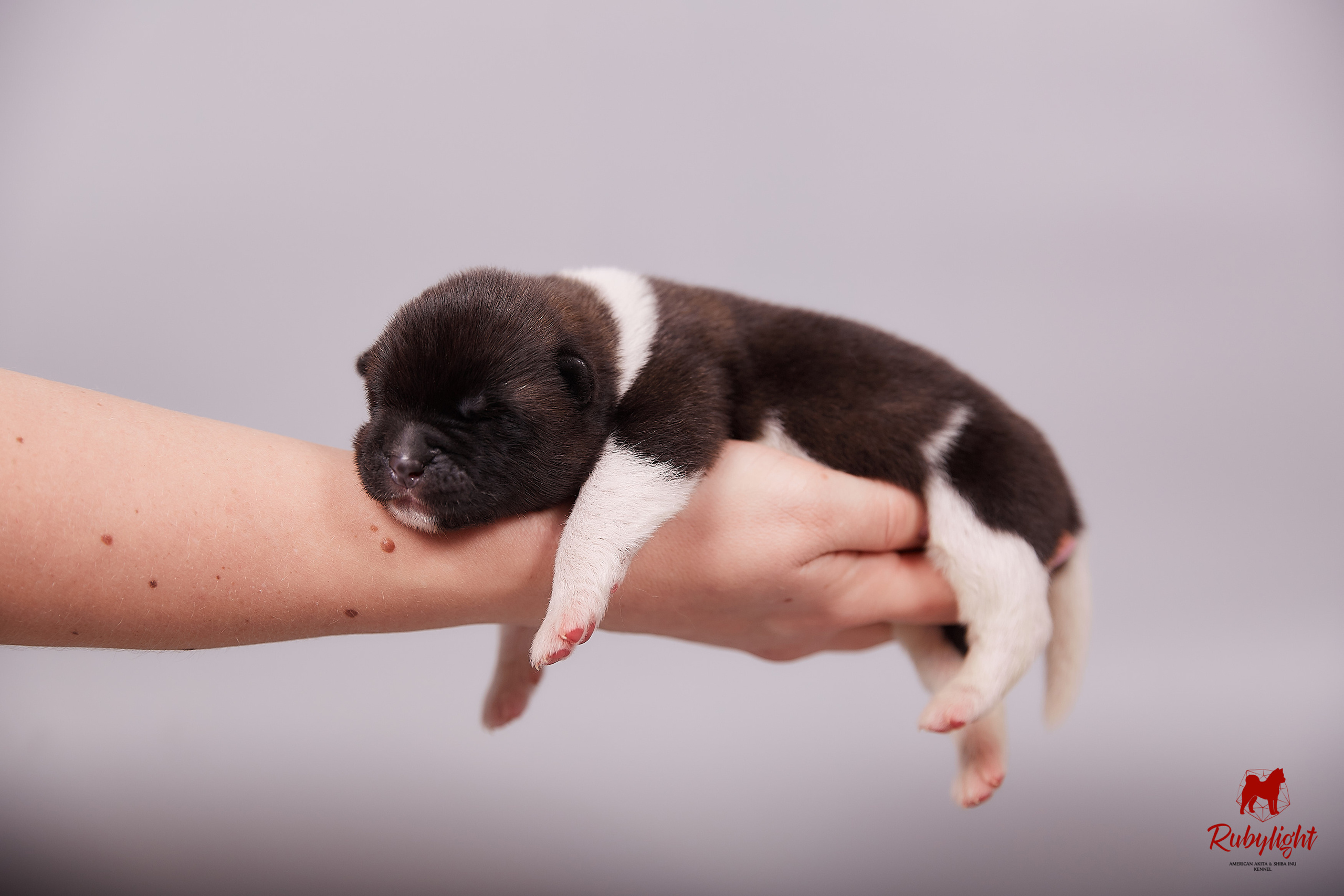 Американская акита щенки питомник Рубилайт RUBYLIGHT