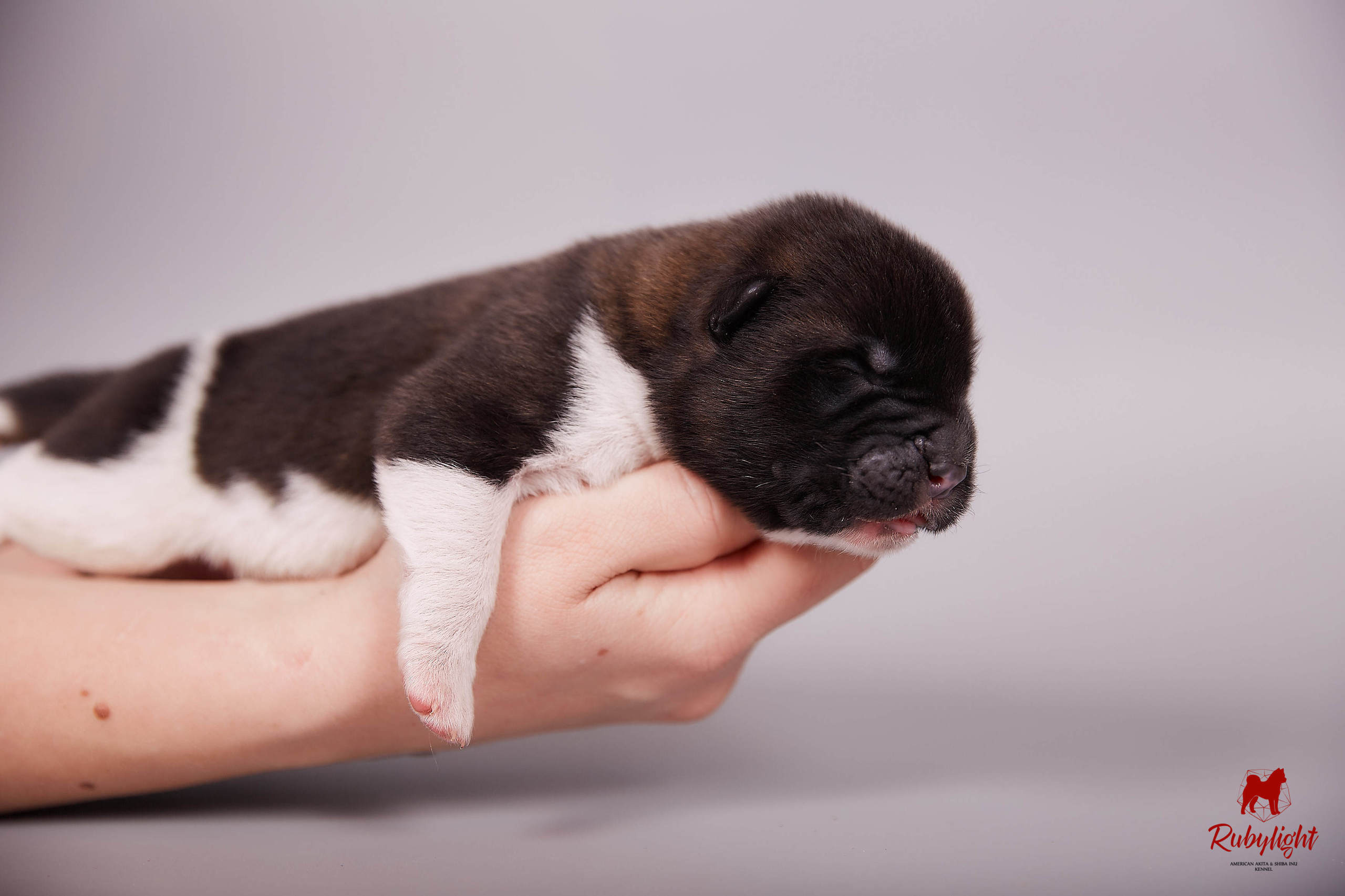 Американская акита щенки питомник Рубилайт RUBYLIGHT