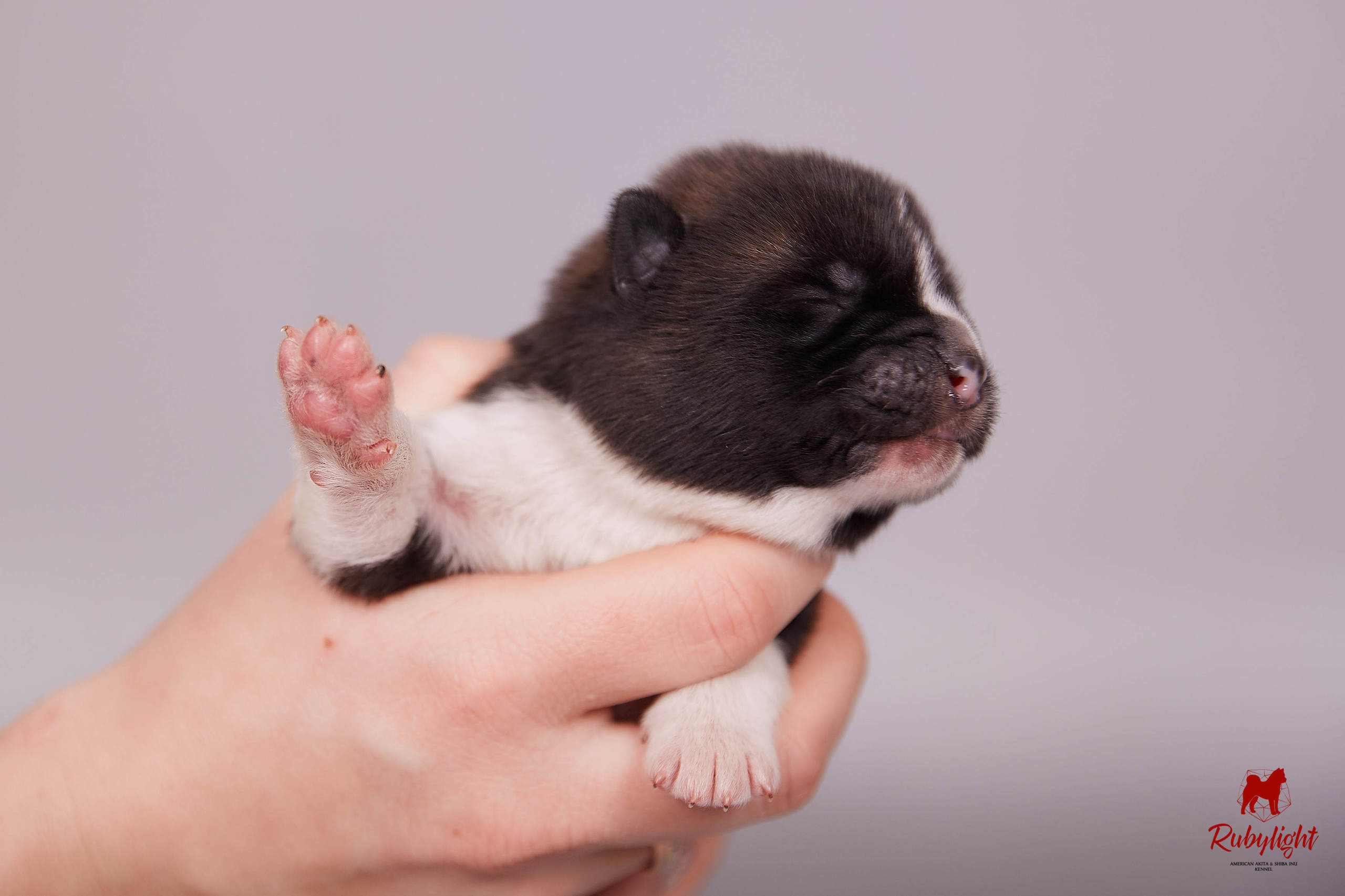 Американская акита щенки питомник Рубилайт RUBYLIGHT